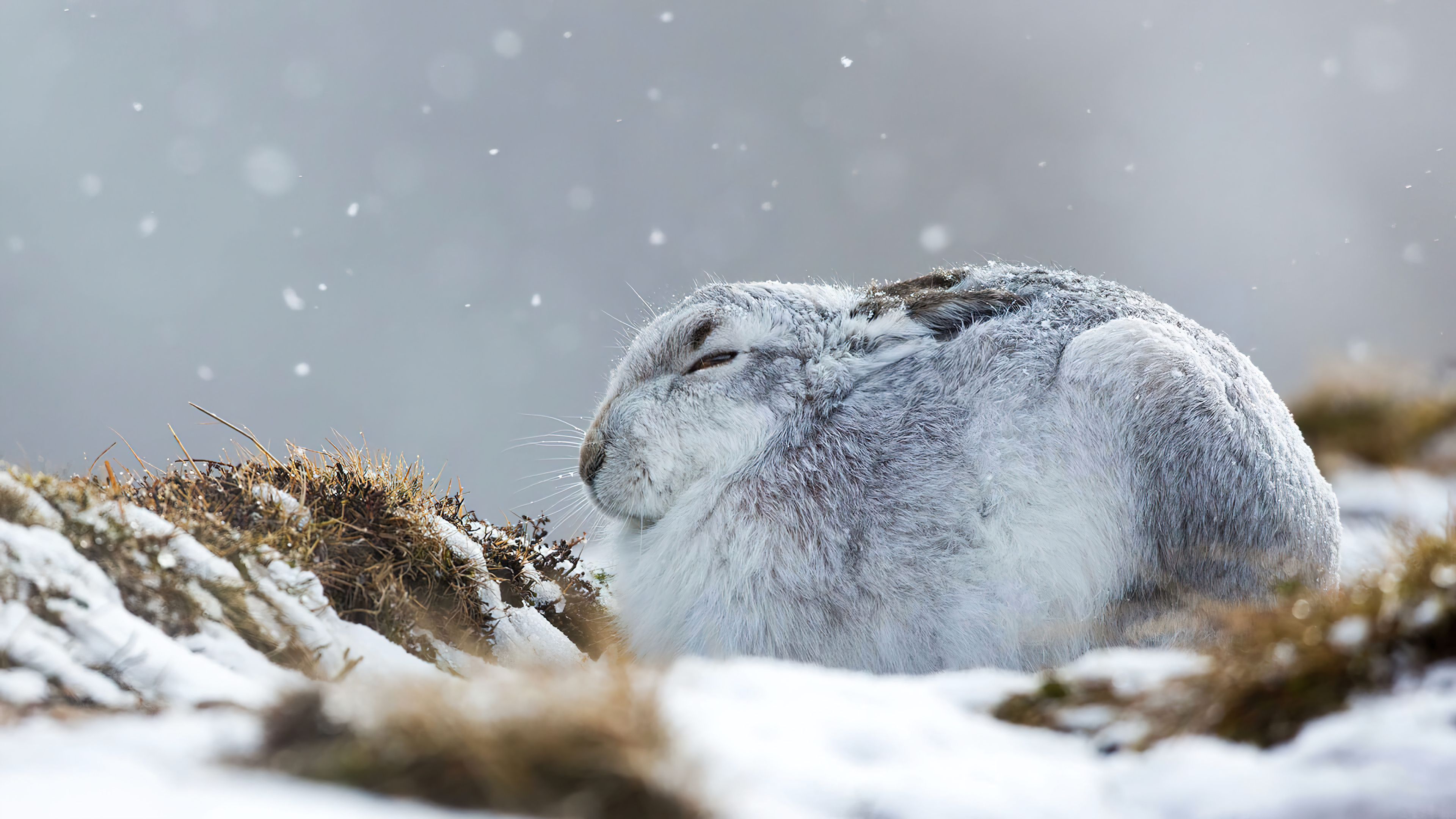 3840x2160 Hare Rabbit Snow Wallpaper 4K HD PC f