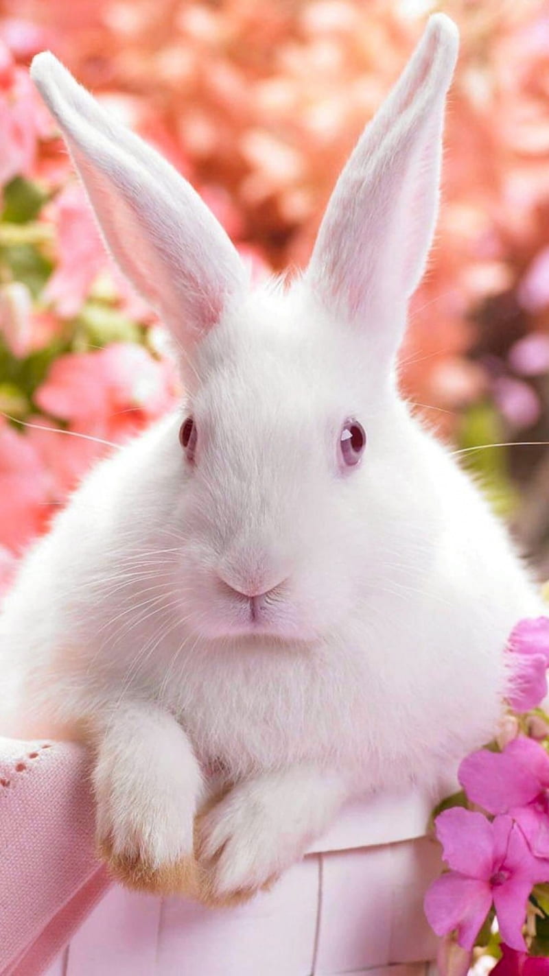 800x1423 Bunny, edge, friendship, pets, rabbit, HD phone wallpaper