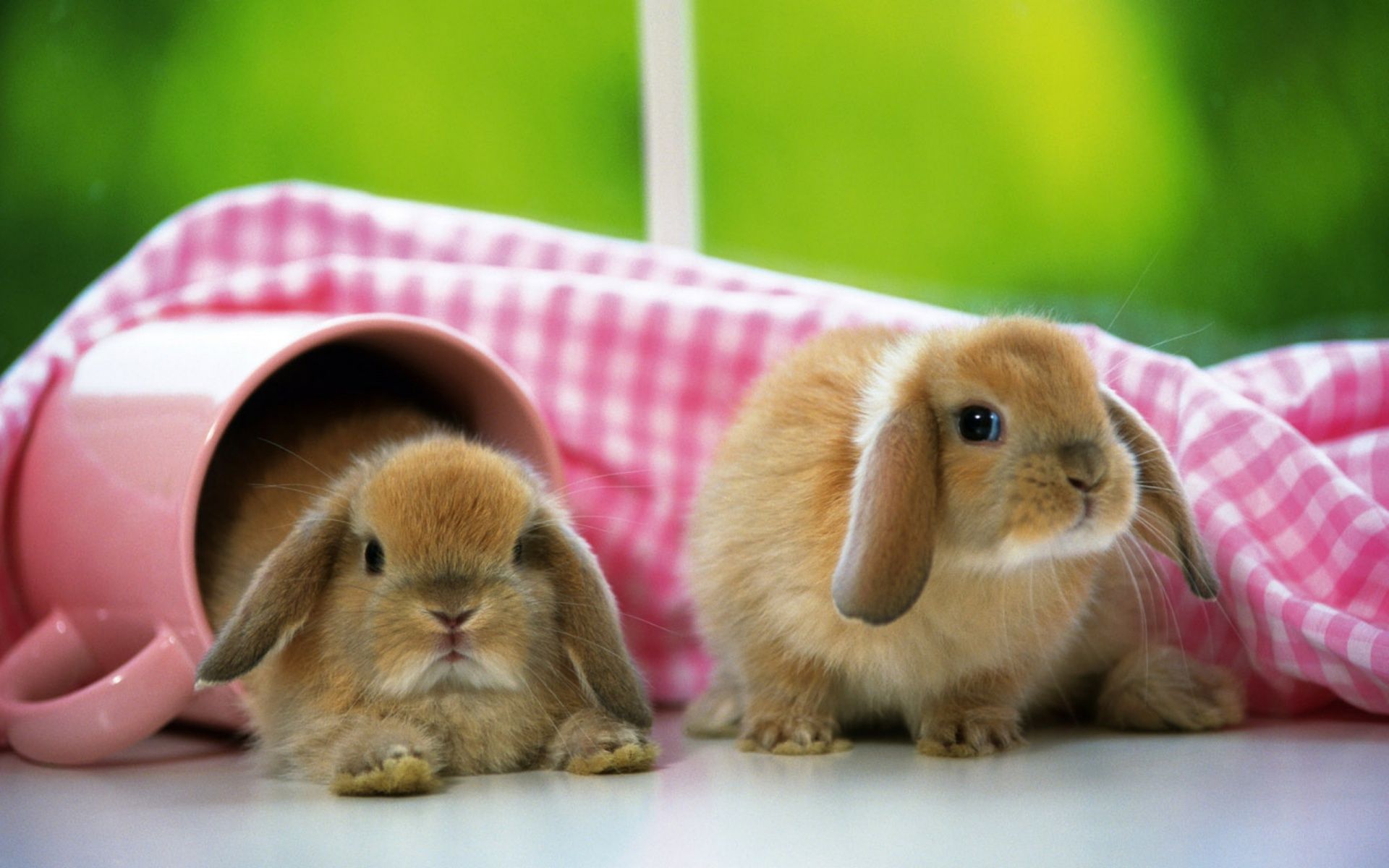 1920x1200 Rabbit Couple HQ Desktop Wallpaper 19461