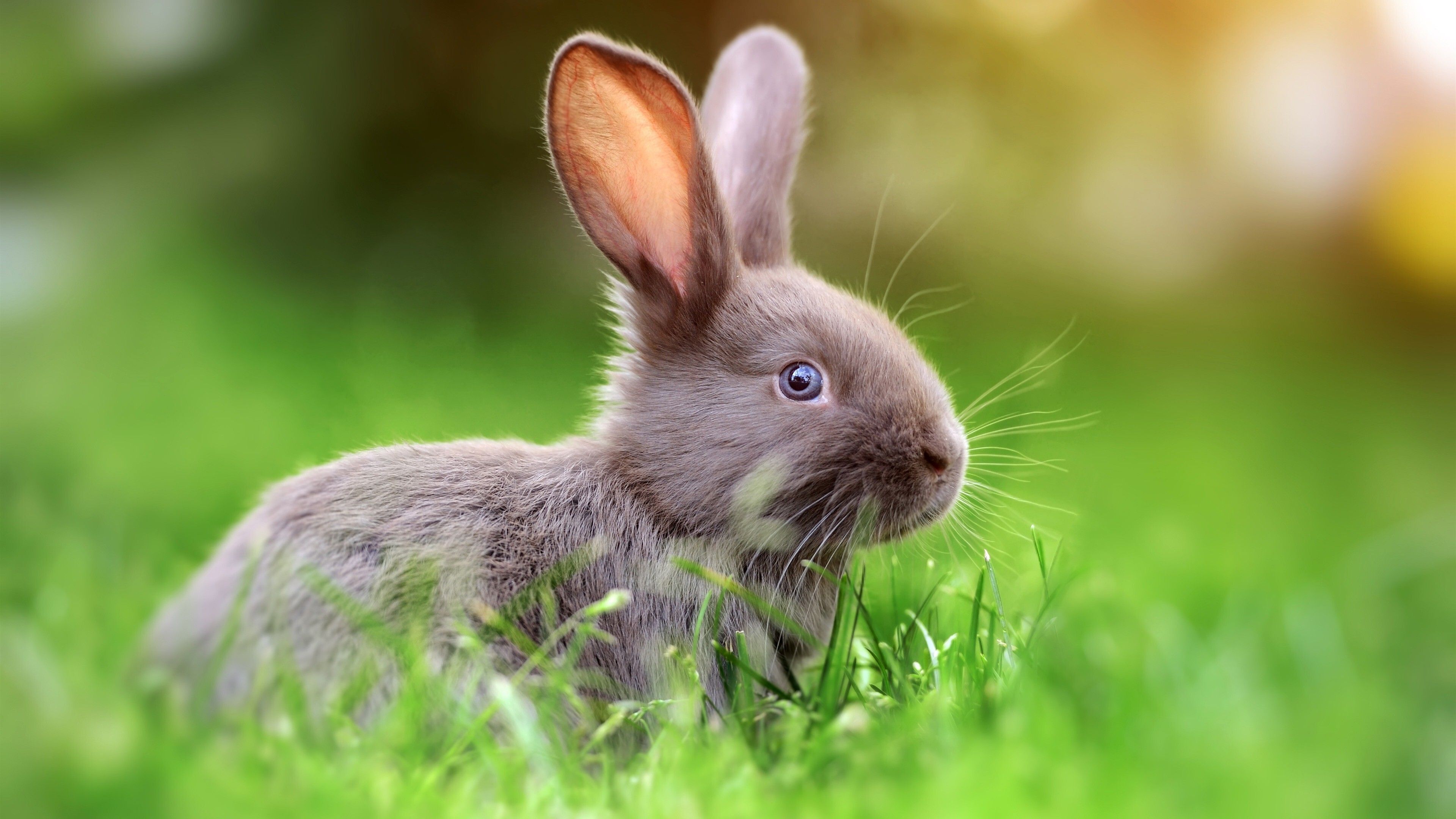 3840x2160 4k Bunny Wallpaper