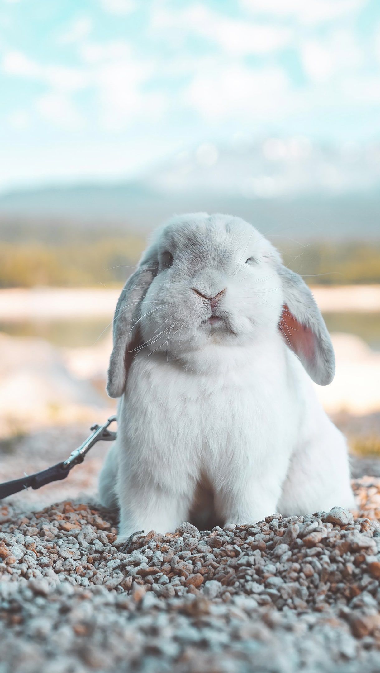 1220x2160 Bunny Wallpaper 4K for iPhone and Mobile Phone