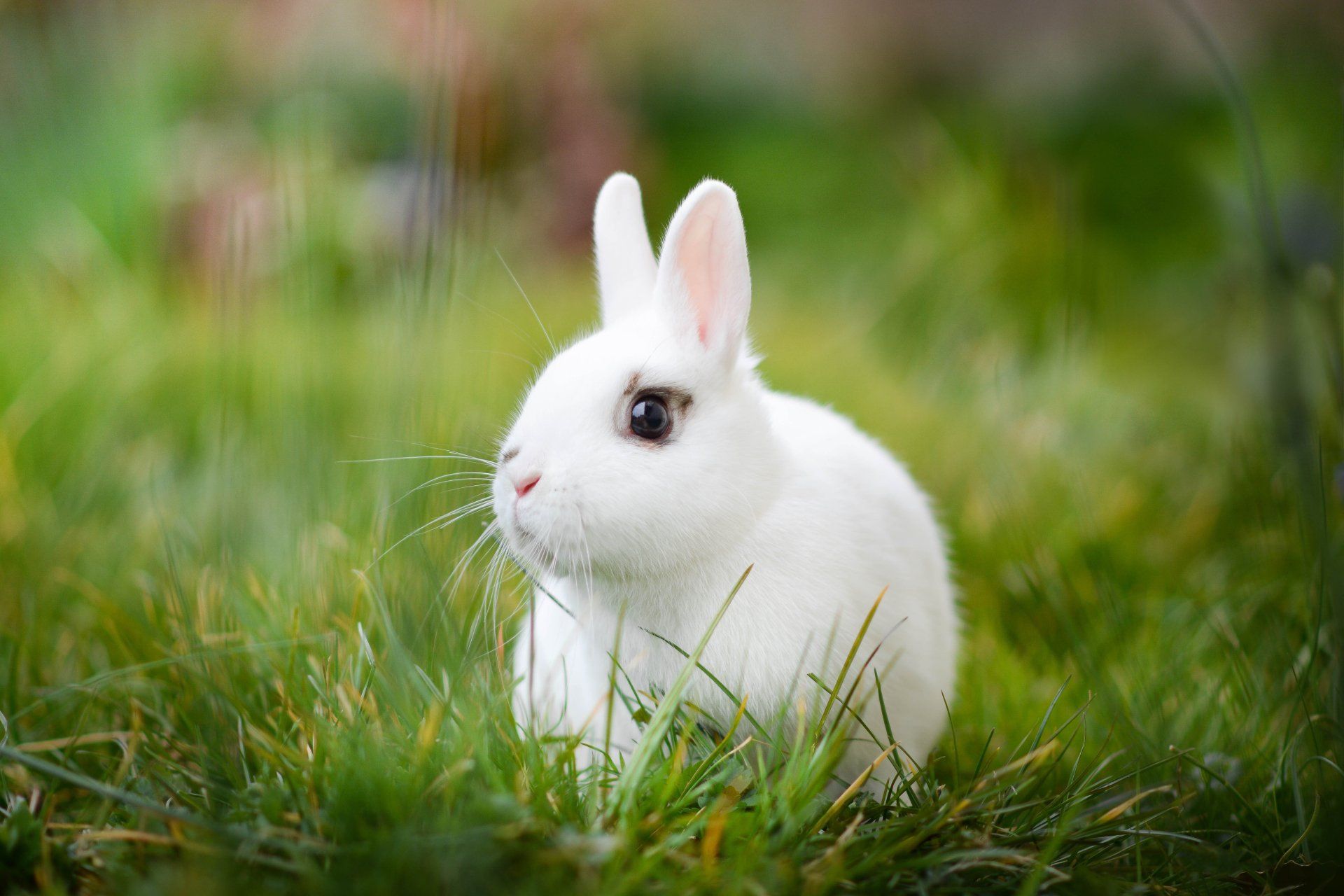 1920x1280 4K Ultra HD Rabbit in Grass Wallpaperx2667