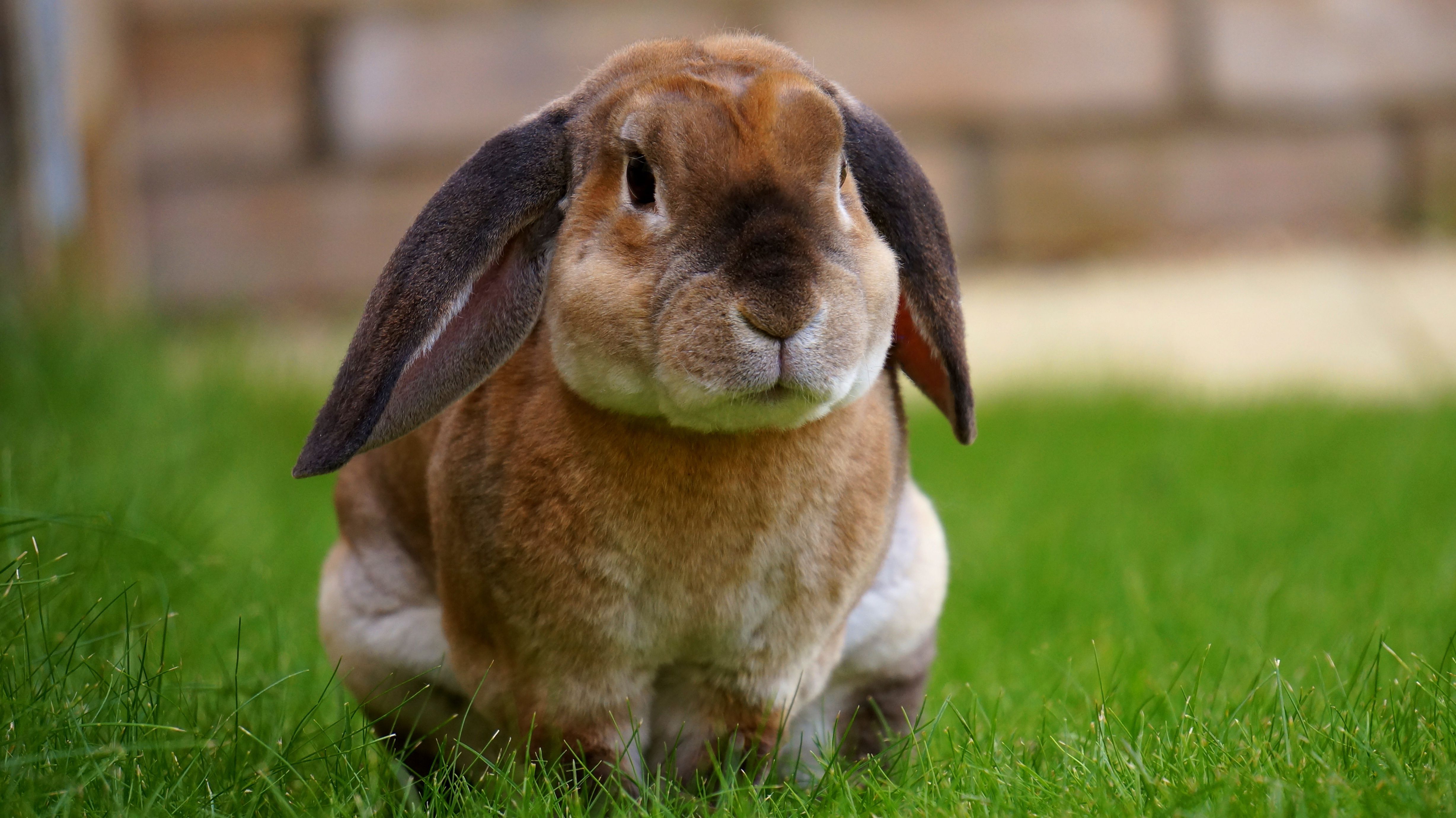 4912x2760 Beige Rabbit Resting on Green Grasses during Daytime · Free