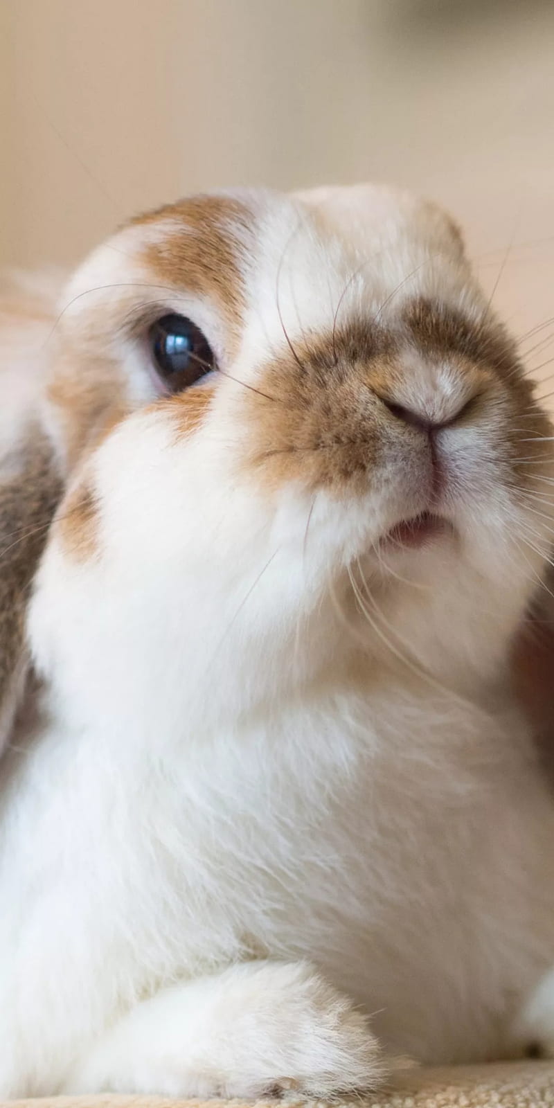 800x1600 Bunny, rabbit, cute, adorable, HD phone wallpaper