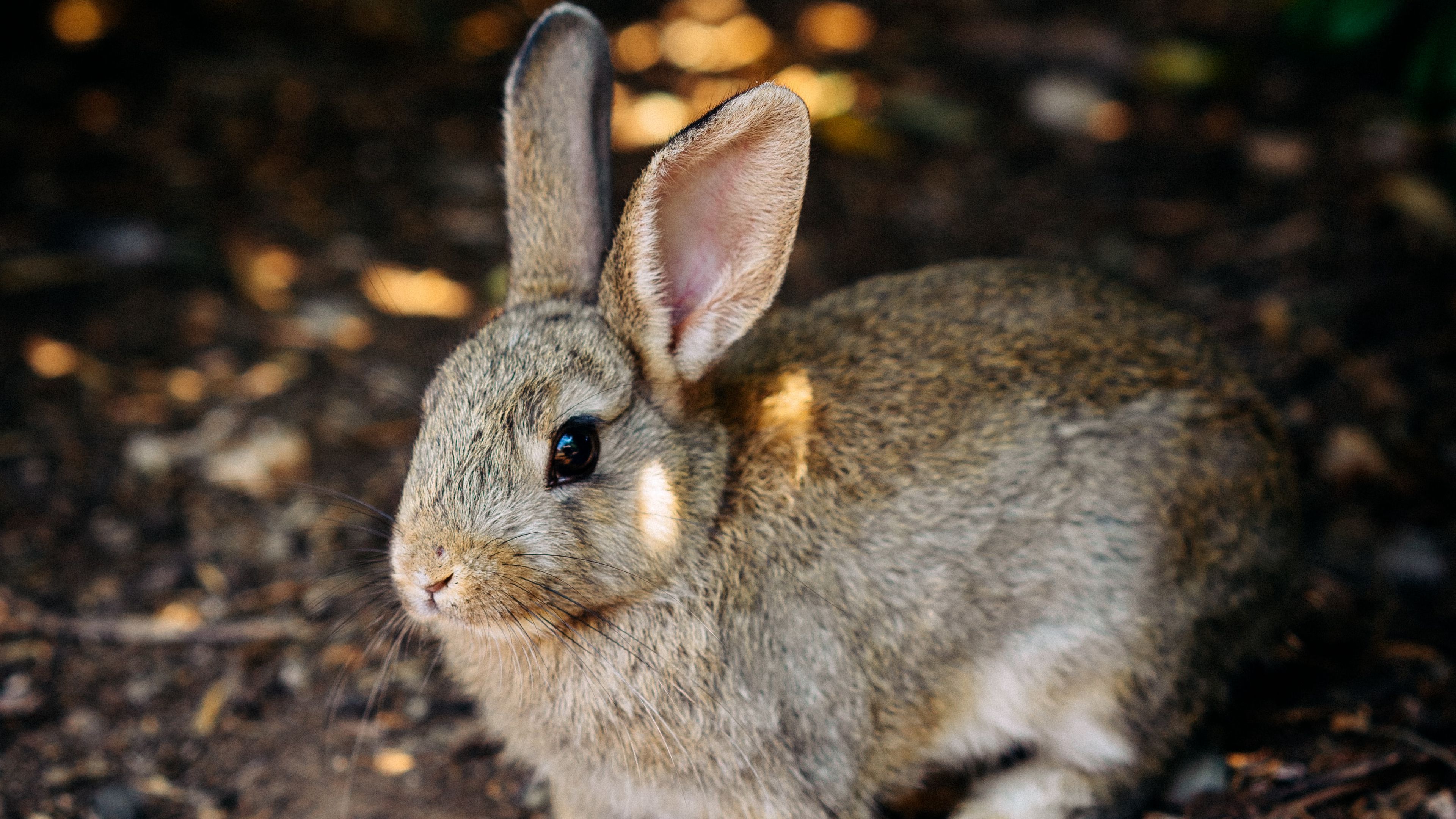 3840x2160 Download wallpaper 3840x2160 rabbit, cute, hare, animal 4k uhd 16:9 HD background
