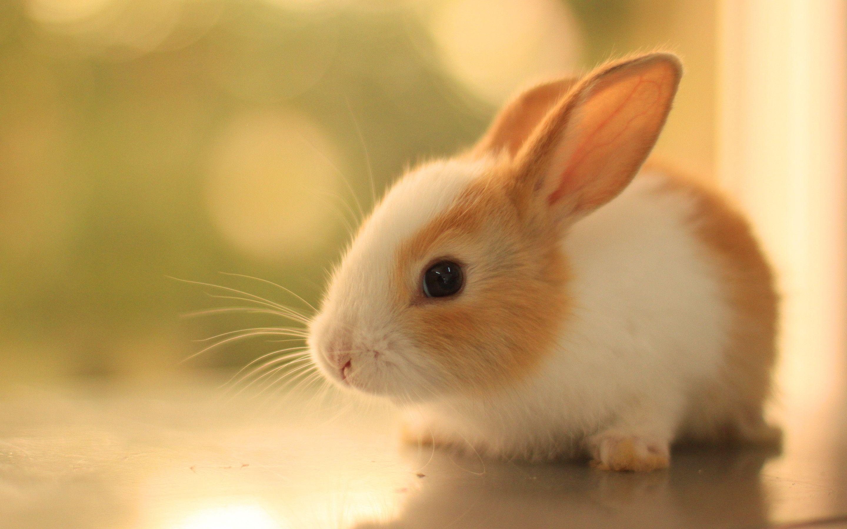 2880x1800 Cute Bunnies 4k Wallpaper