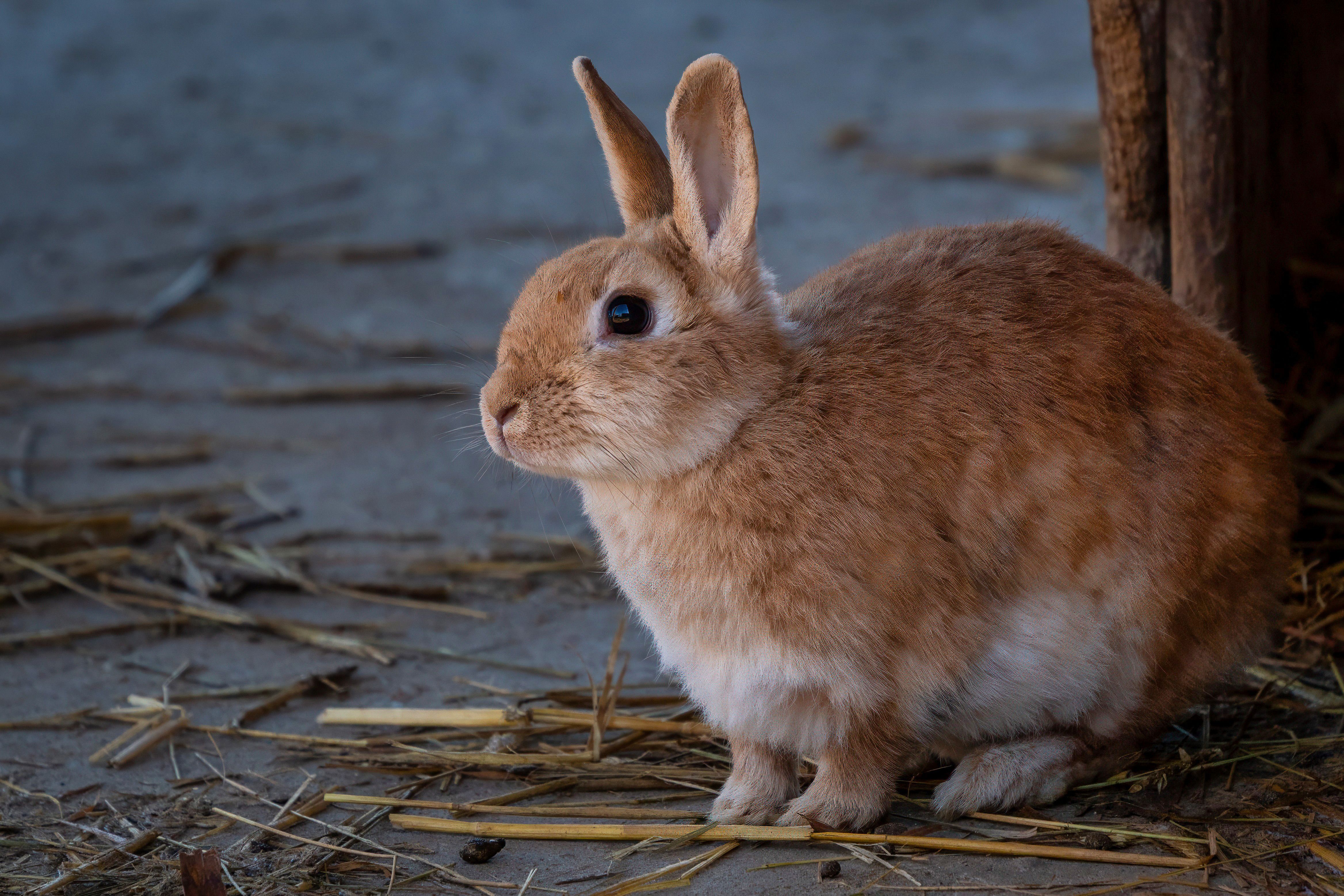 4672x3115 Cute Rabbit Photo, Download The BEST Free Cute Rabbit & HD Image