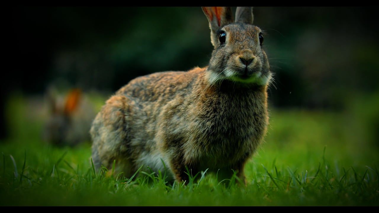 1280x720 Hare, Rabbit, Bunny, Grass