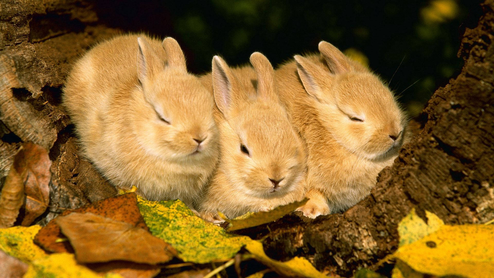 1920x1080 Bunny Laptop Wallpaper