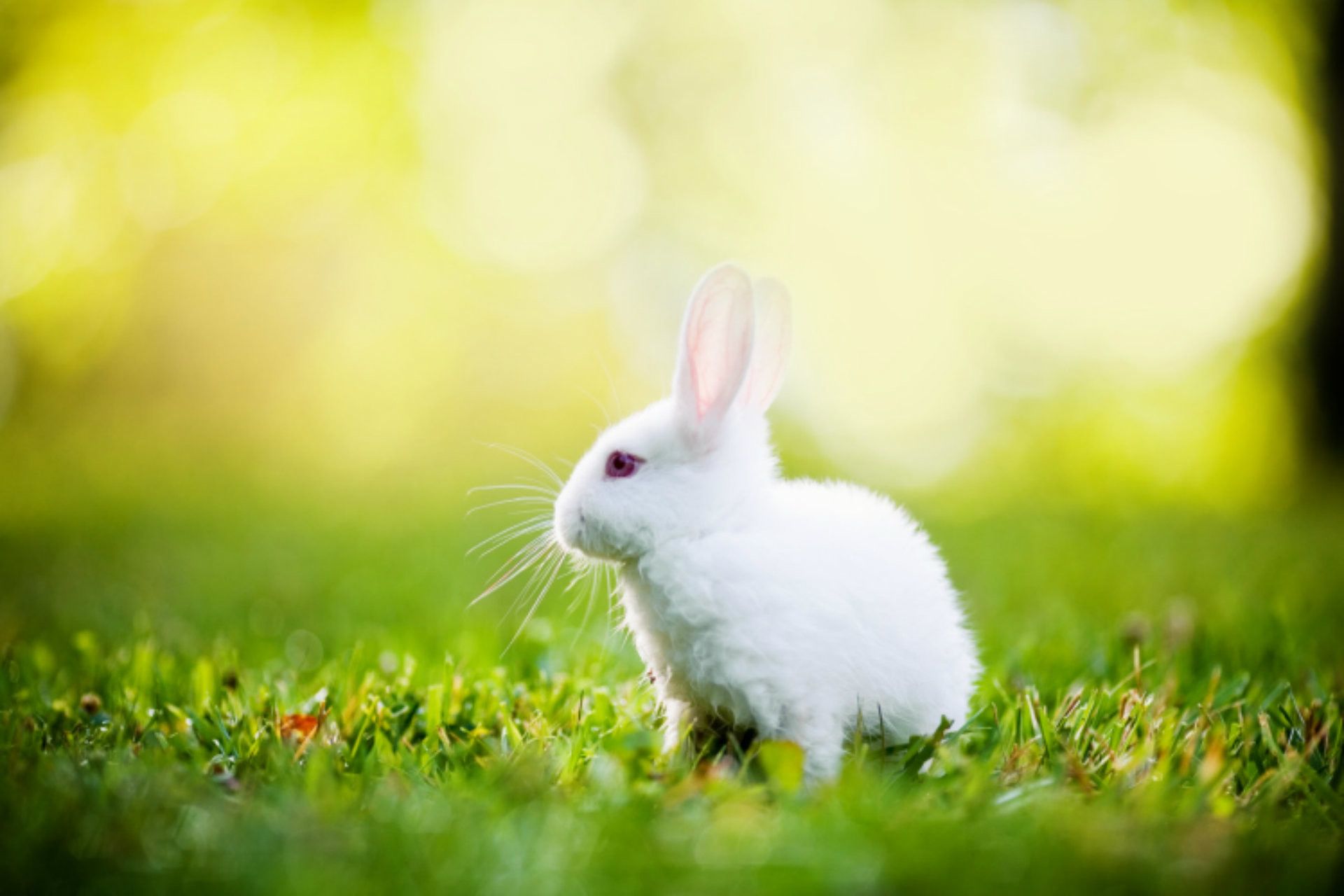 1920x1280 Rabbit Wallpaper For Desktop