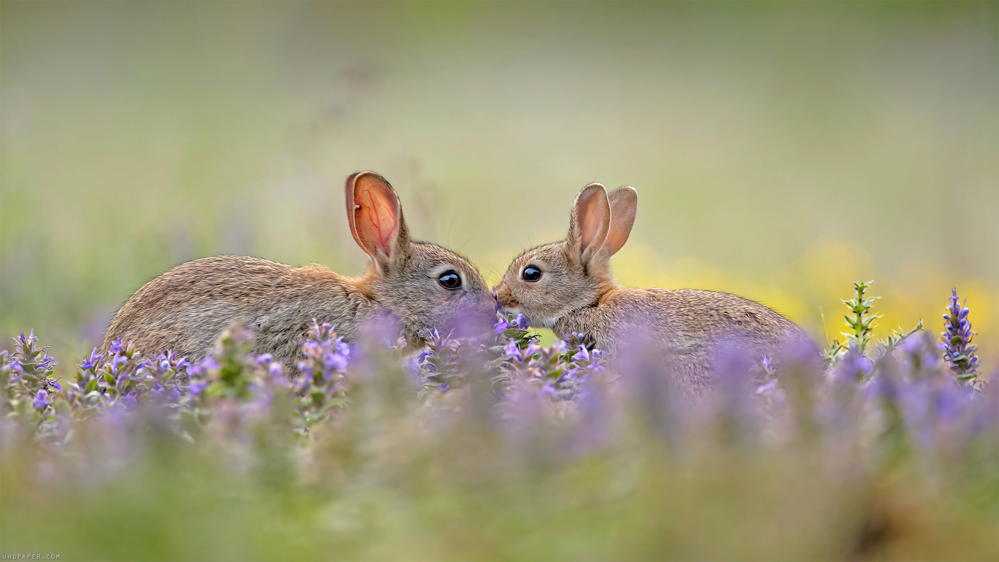 3840x2160 Rabbit Animal Wallpaper 4K HD PC f