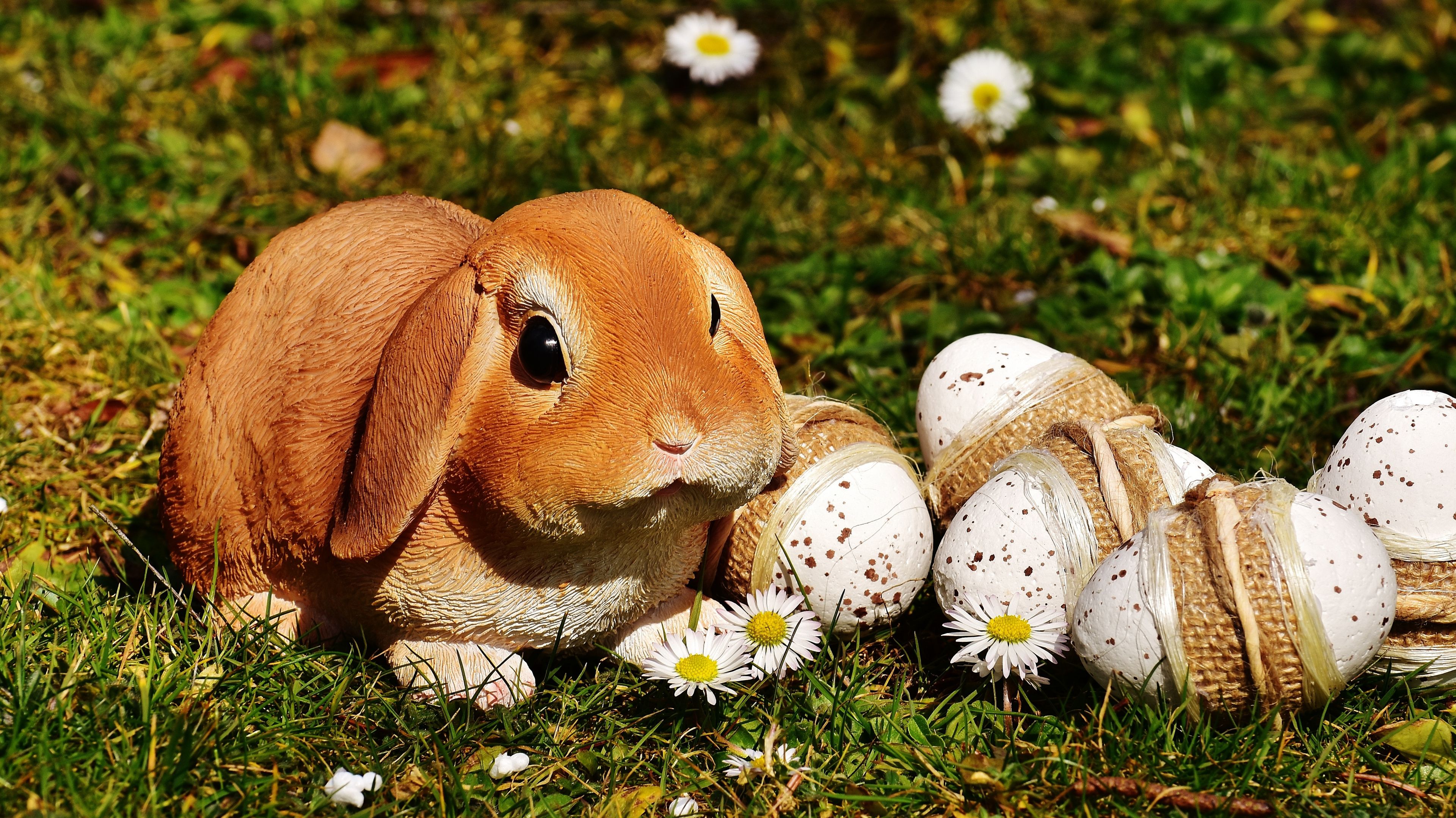 3840x2160 4K Ultra HD Rabbit Wallpaper Free 3840x2160 High Quality Background