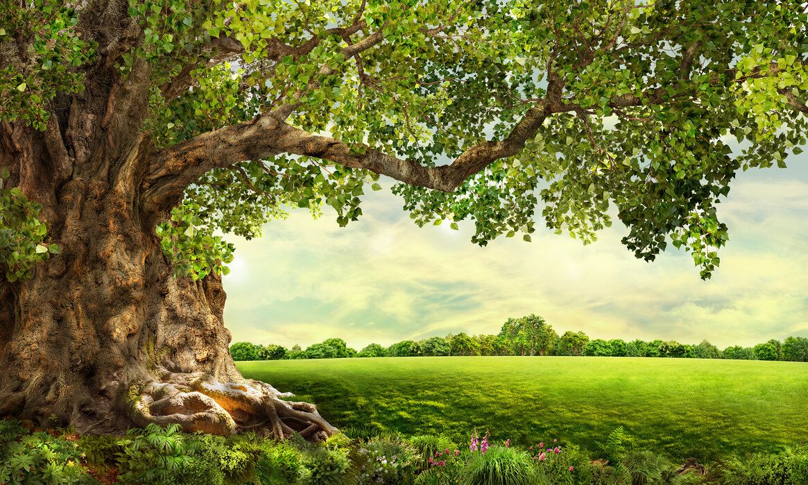1165x699 Grand Tree