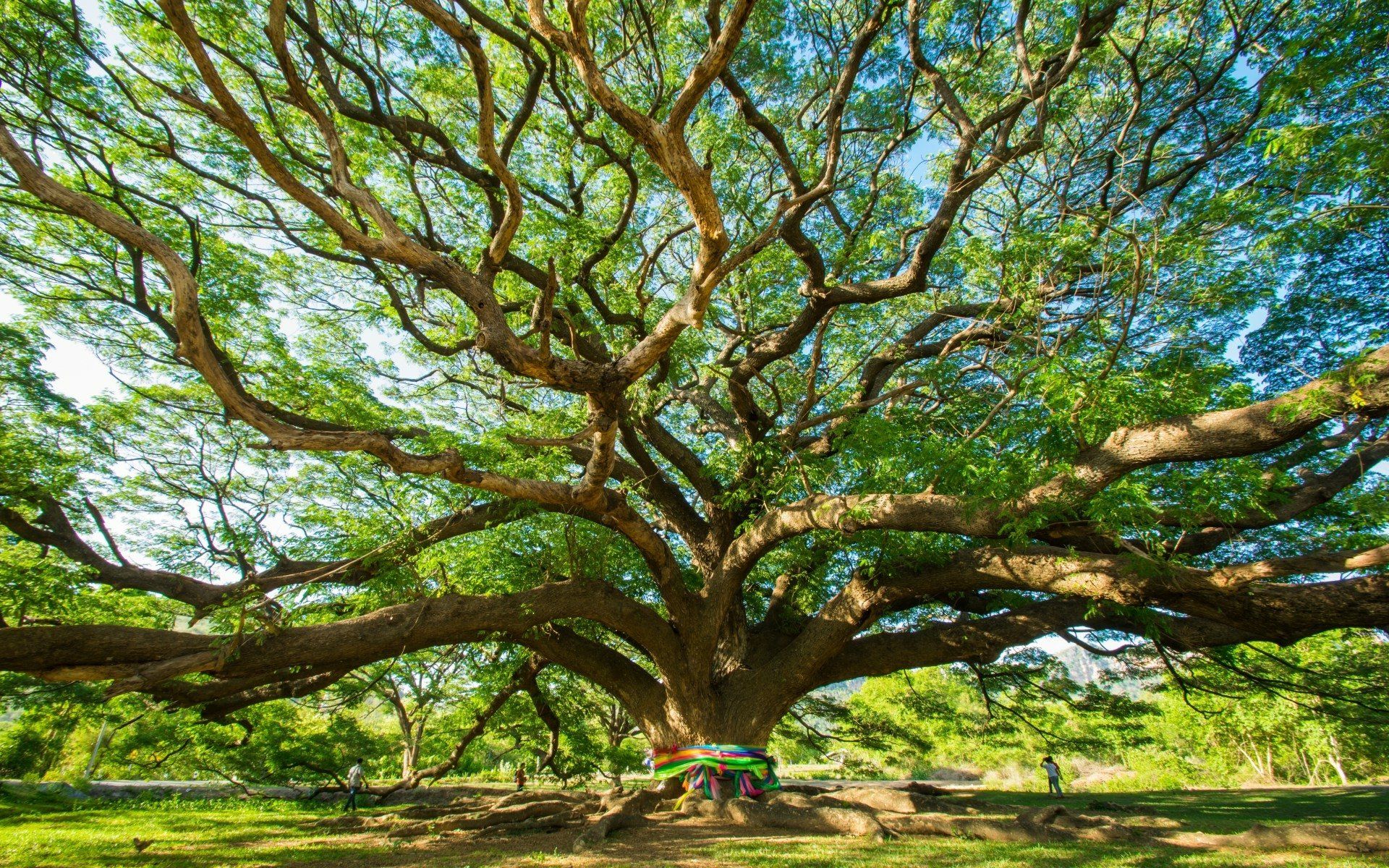 1920x1200 Majestic Tree Canopy