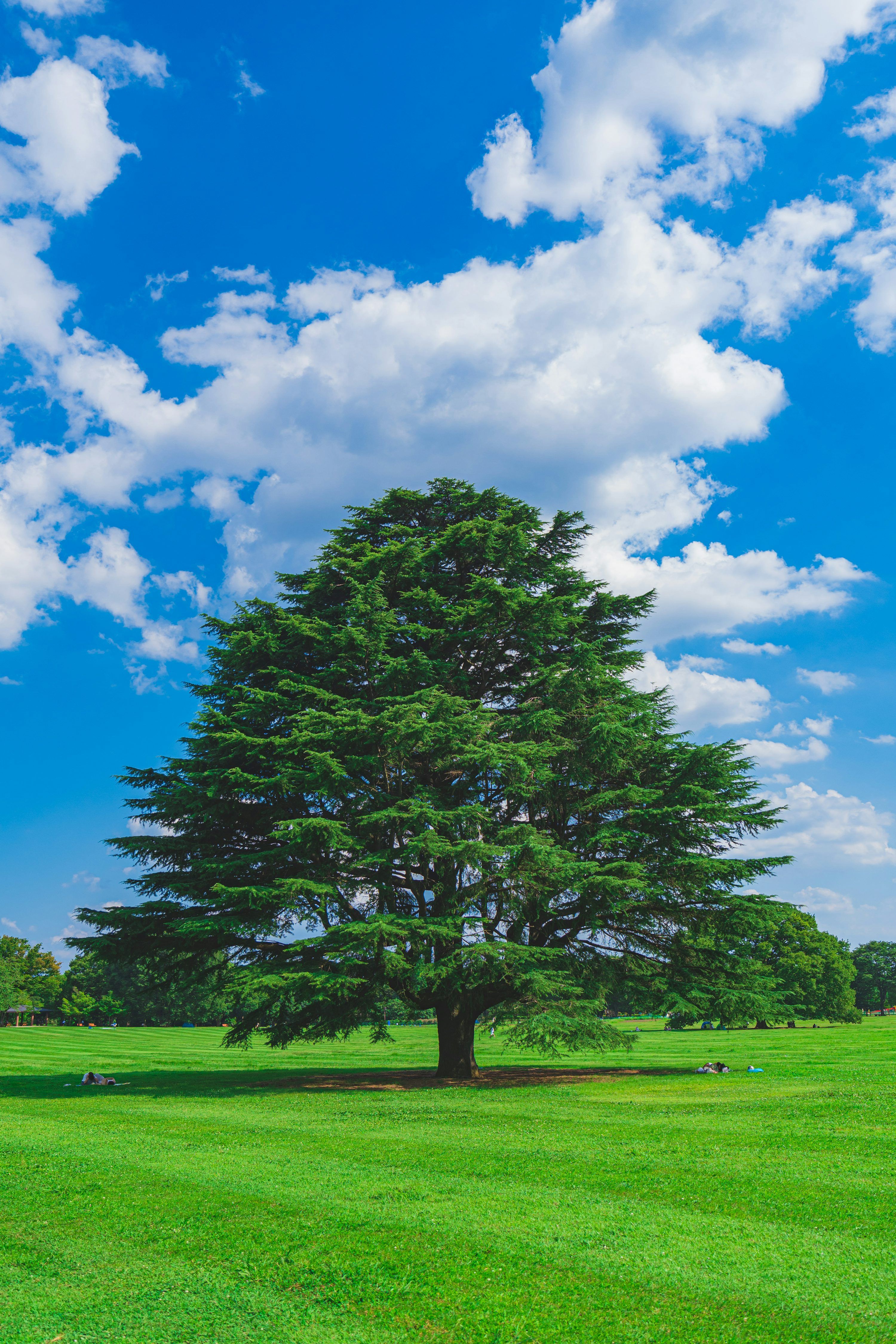 3000x4500 Huge Tree Picture. Download Free Image