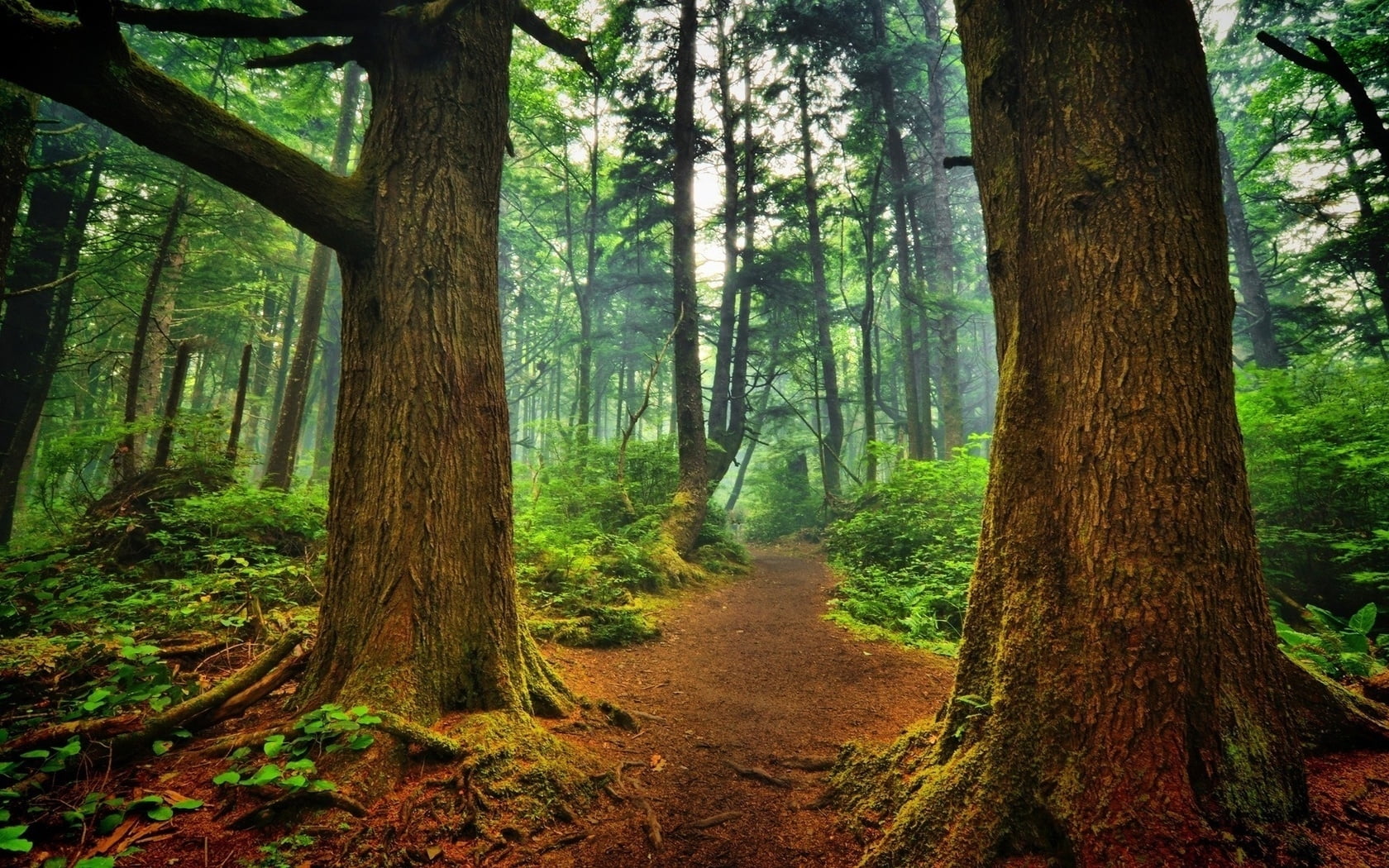 1680x1050 Landscape photo of forest with big tree trunks HD wallpaper