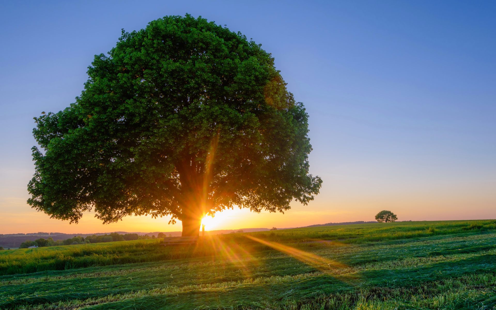 1920x1200 Giant Tree Wallpaper