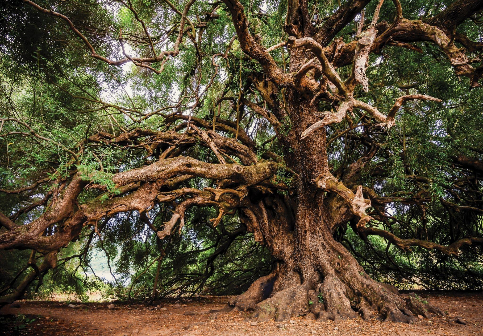 2048x1427 Old Majestic Giant Tree Photo Wallpaper