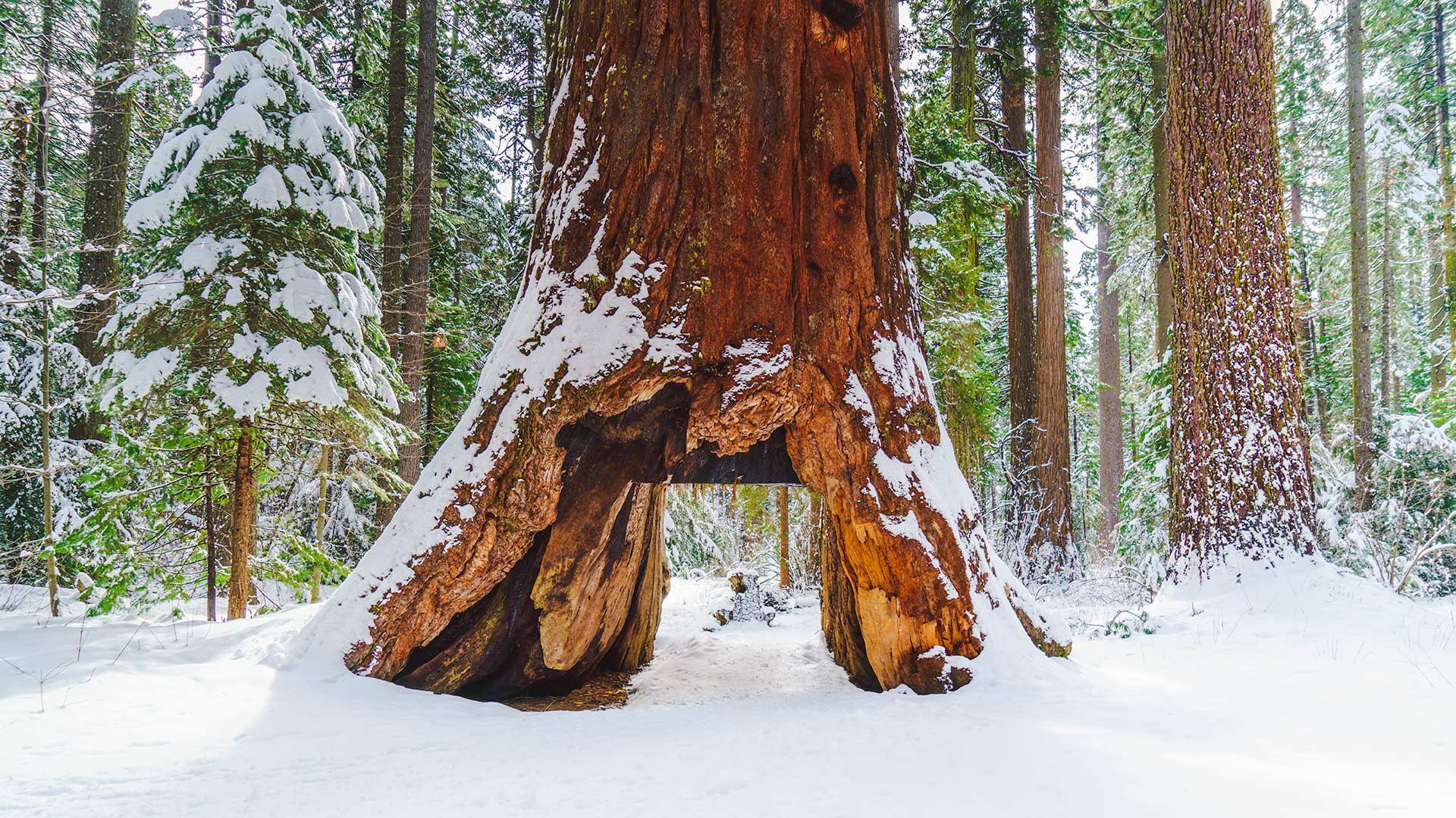 1920x1080 The Death of the Tunnel Tree. The New Yorker