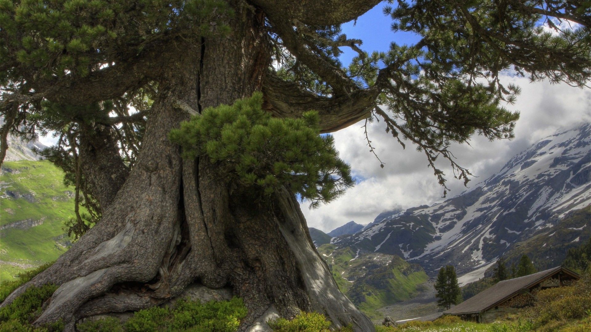 1920x1080 Giant Tree Wallpaper