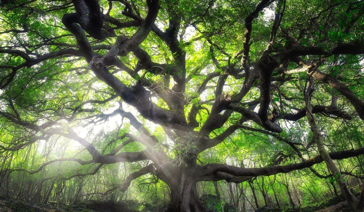 1200x700 Monumental trees: a journey through Sicily's natural heritage