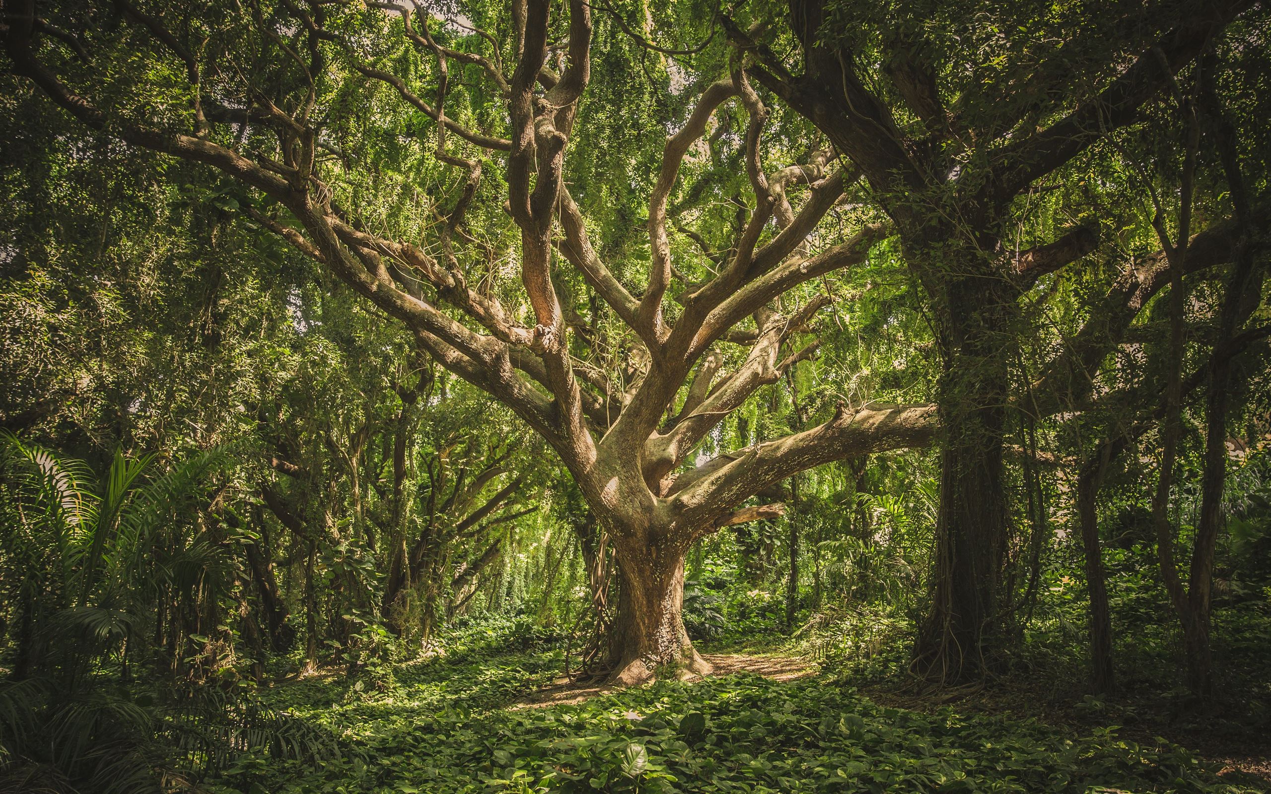2560x1600 large tree in middle of forest during daytime MacBook Air Wallpaper Download