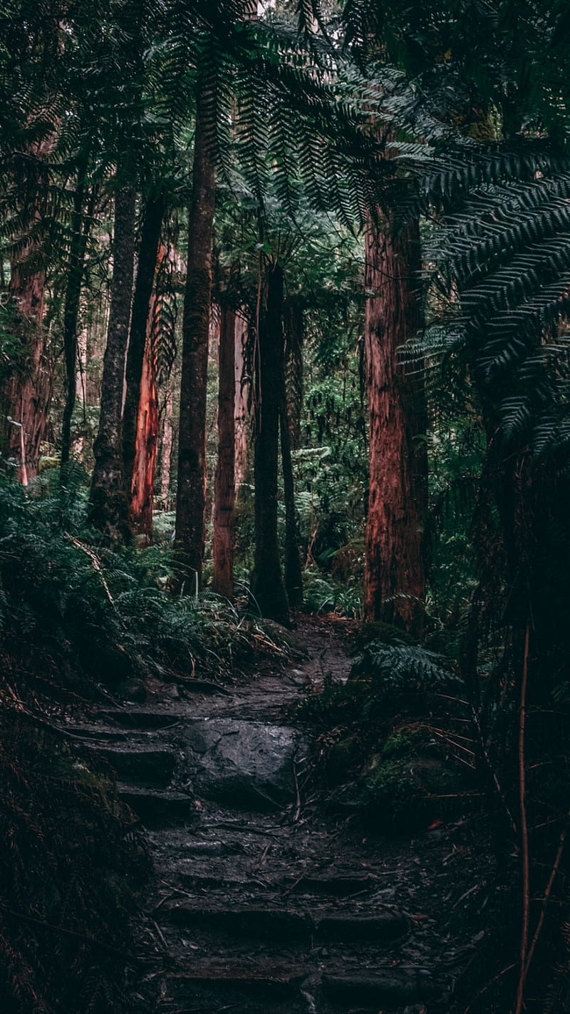 800x1422 Big tree forest, bonito, facebook, fun, good, love, new, popular, redwood, HD phone wallpaper