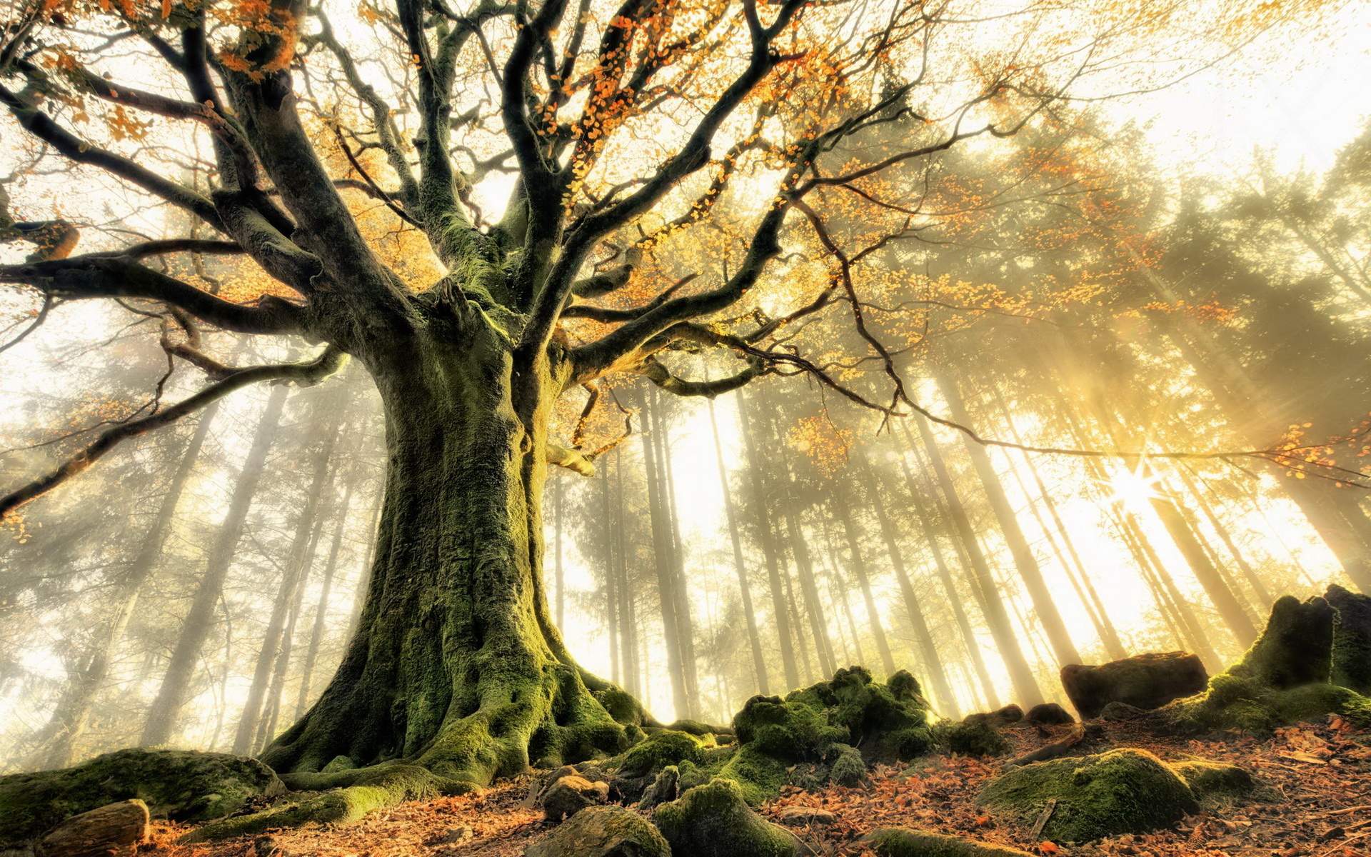 1920x1200 Big Trees Wallpaper