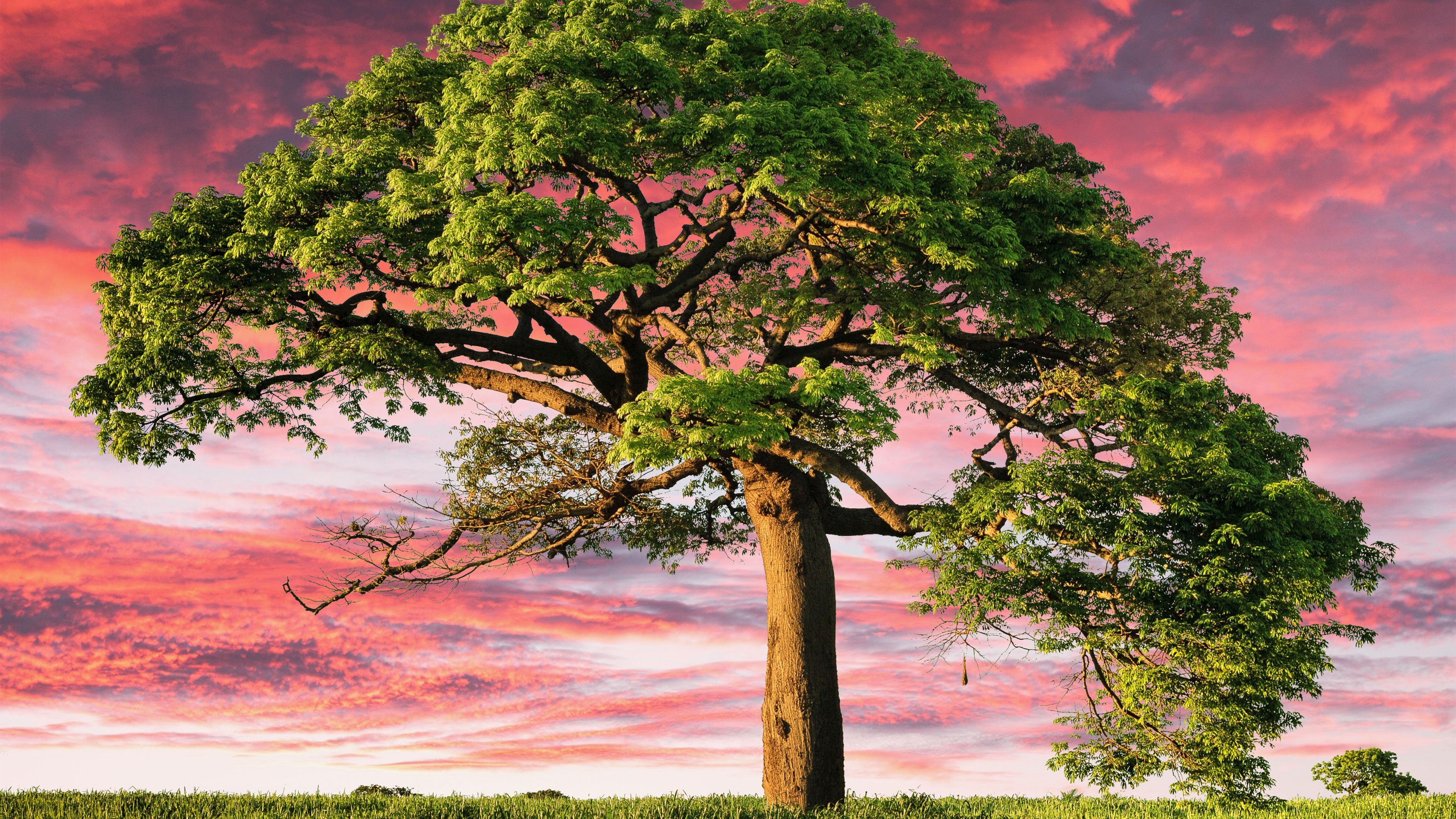 3840x2160 Lone tree Wallpaper 4K, Aesthetic, Sunset, Landscape