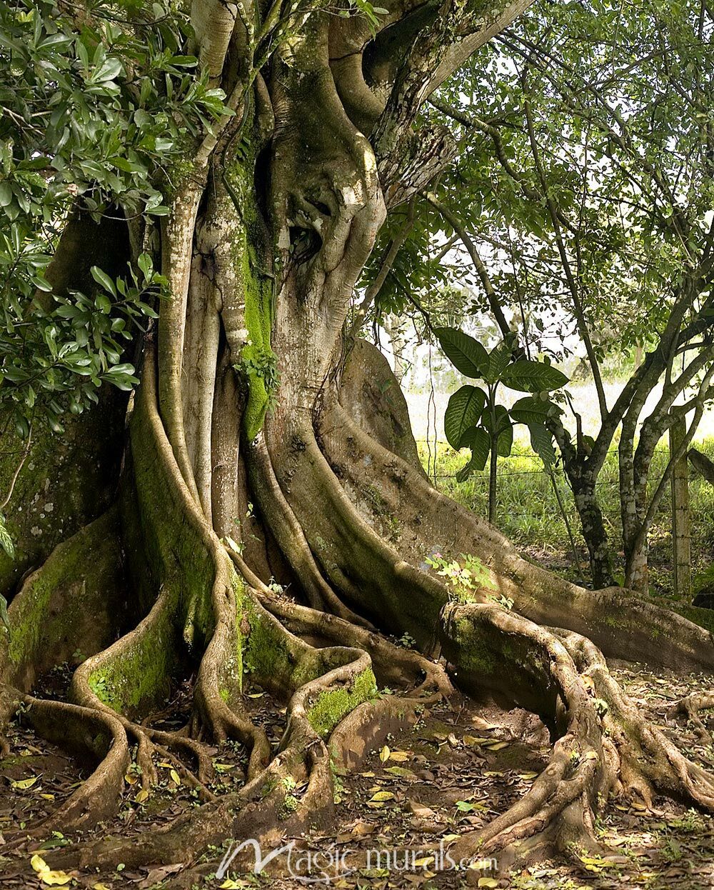 1000x1246 Twisted Tree Wallpaper Wall Mural