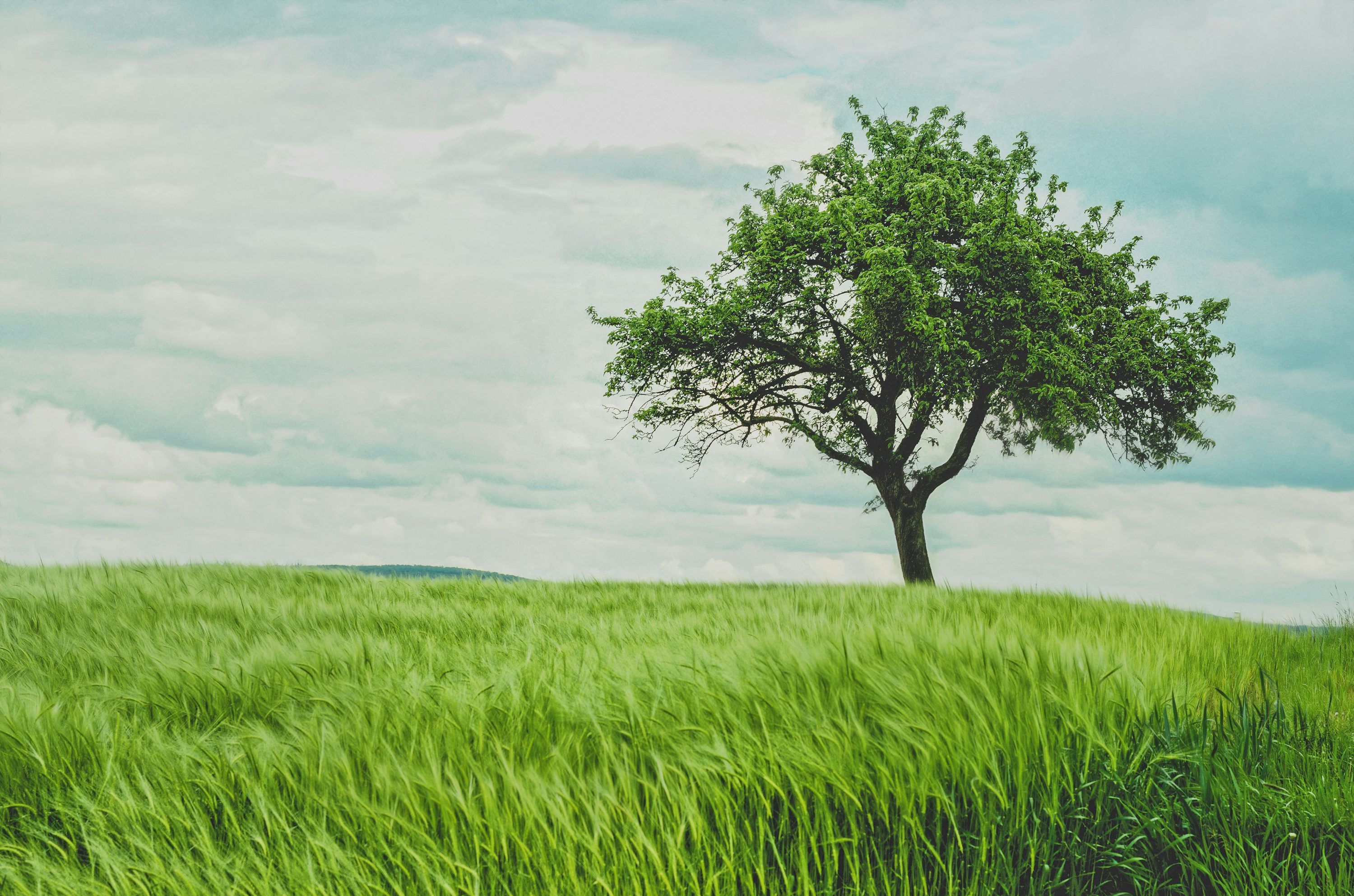 3000x1987 Big Tree Picture [HD]. Download Free Image