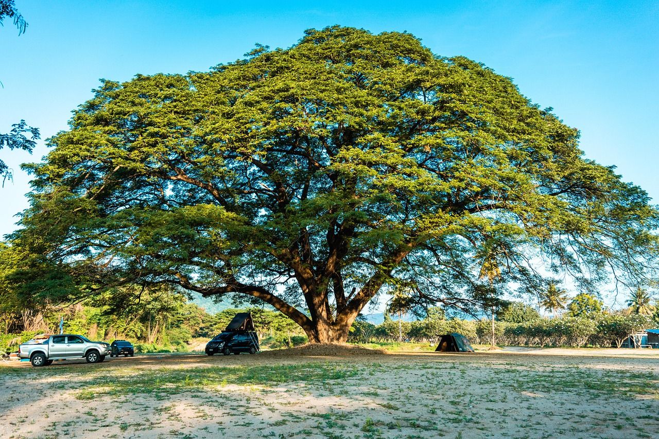 1280x853 Big Tree Huge Trees Large