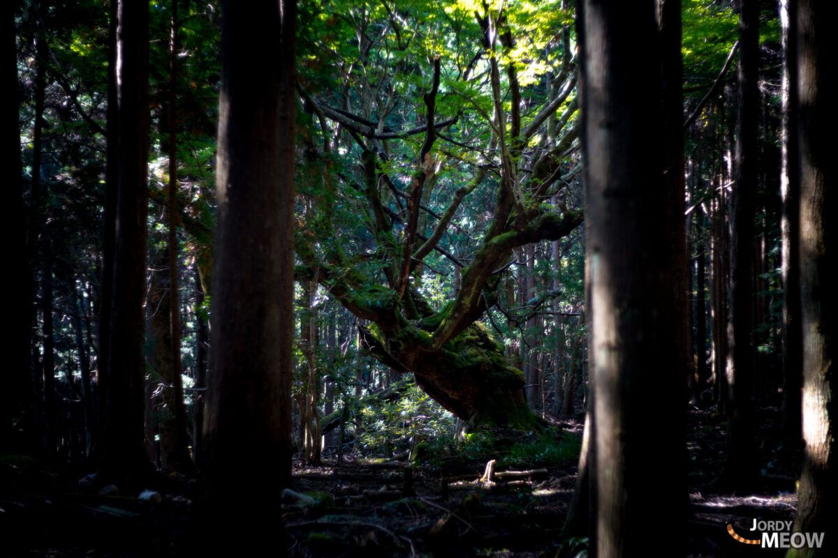1200x800 The Giant Maple Tree of Oihara