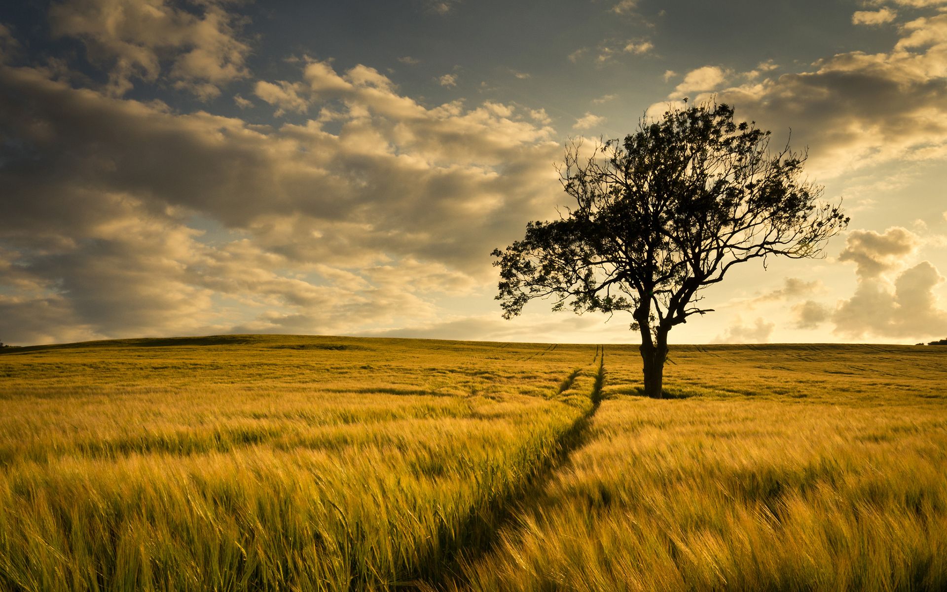 1920x1200 tree, Field Wallpaper HD / Desktop and Mobile Background