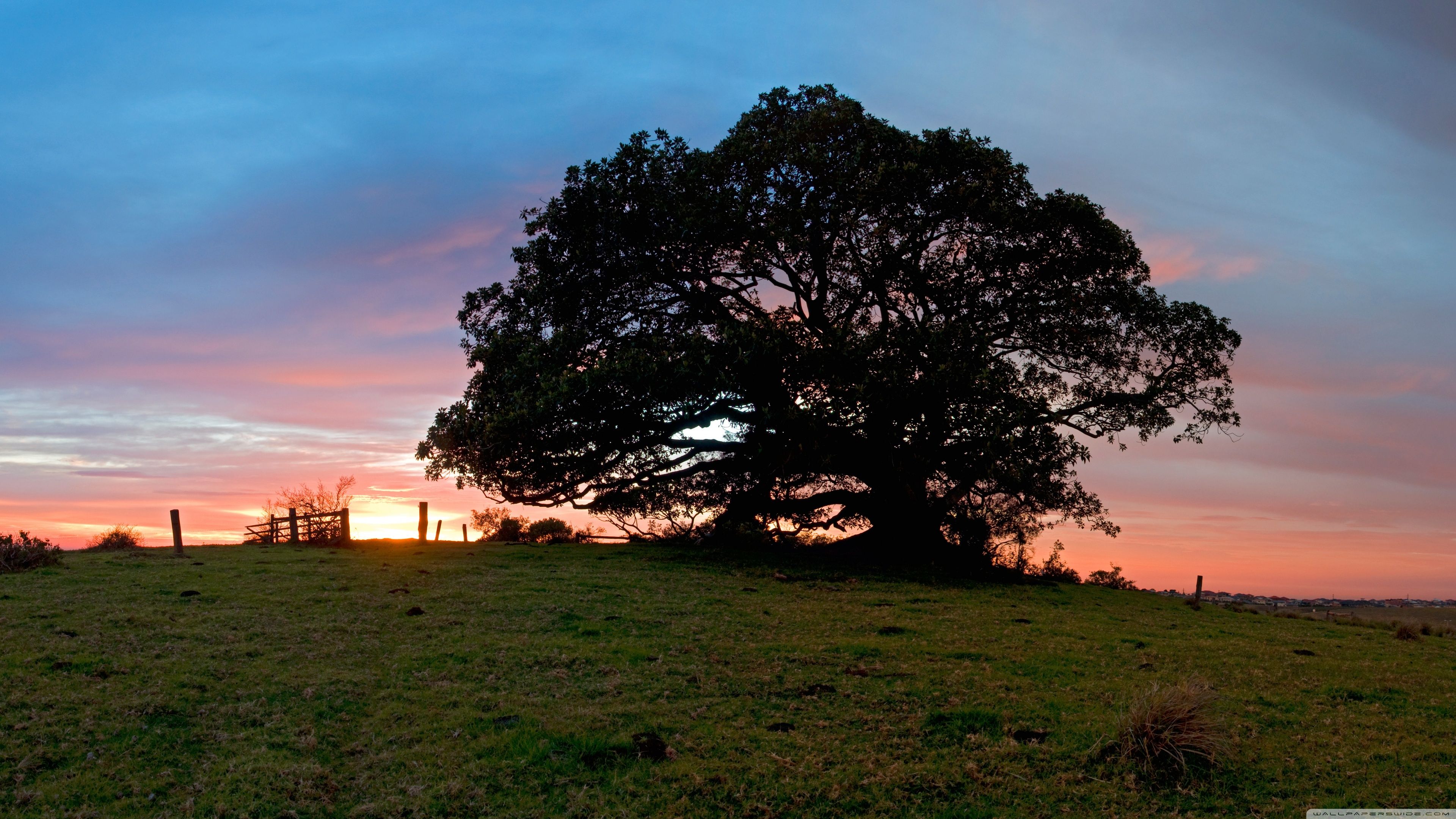 3840x2160 Big Tree 4K UHD Wallpaper for UltraHD Desktop and TV : Widescreen and UltraWide Display : Dual Monitor : Smartphone and Tablet Devices