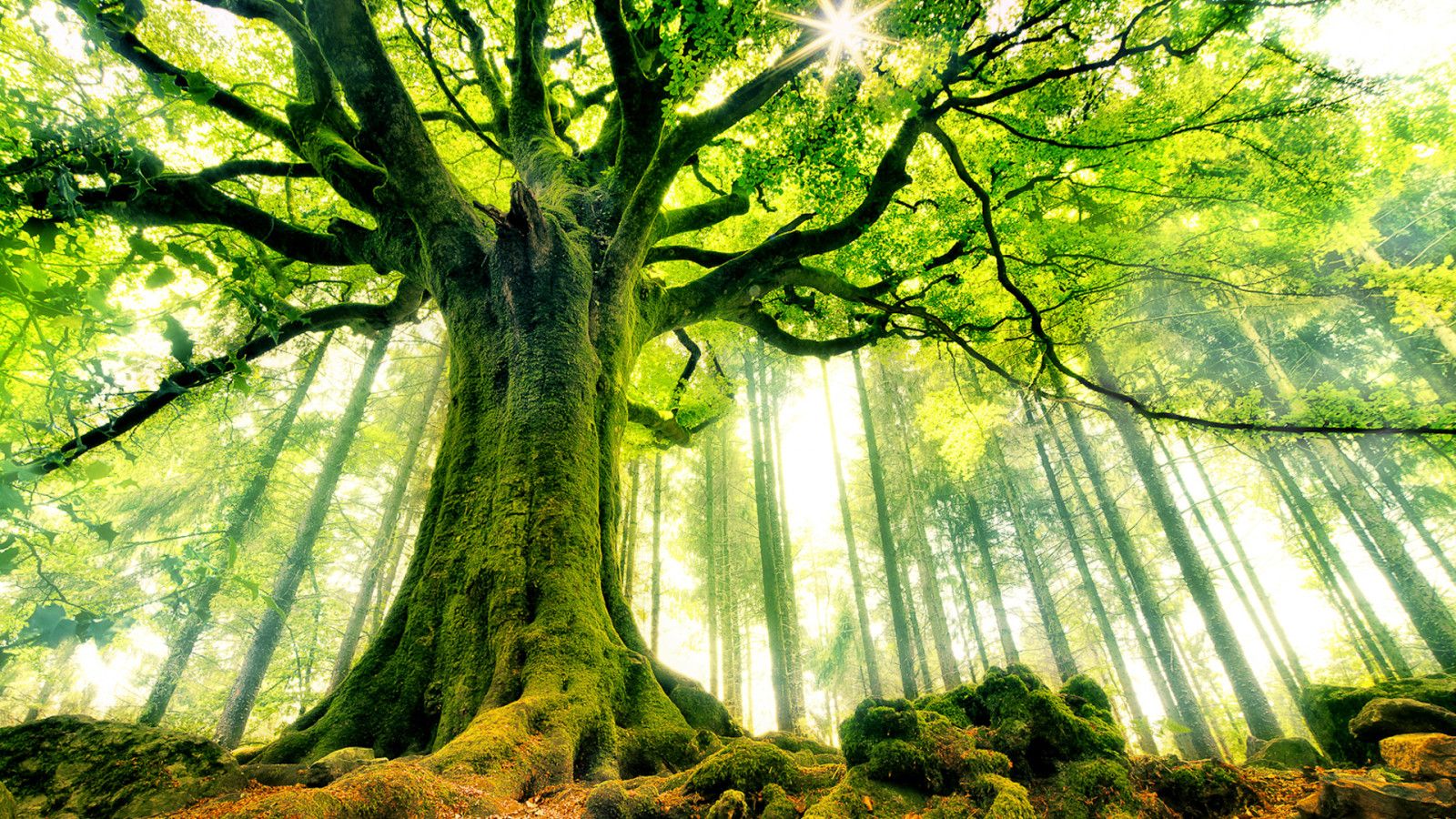 1600x900 Tree Wallpaper 03594