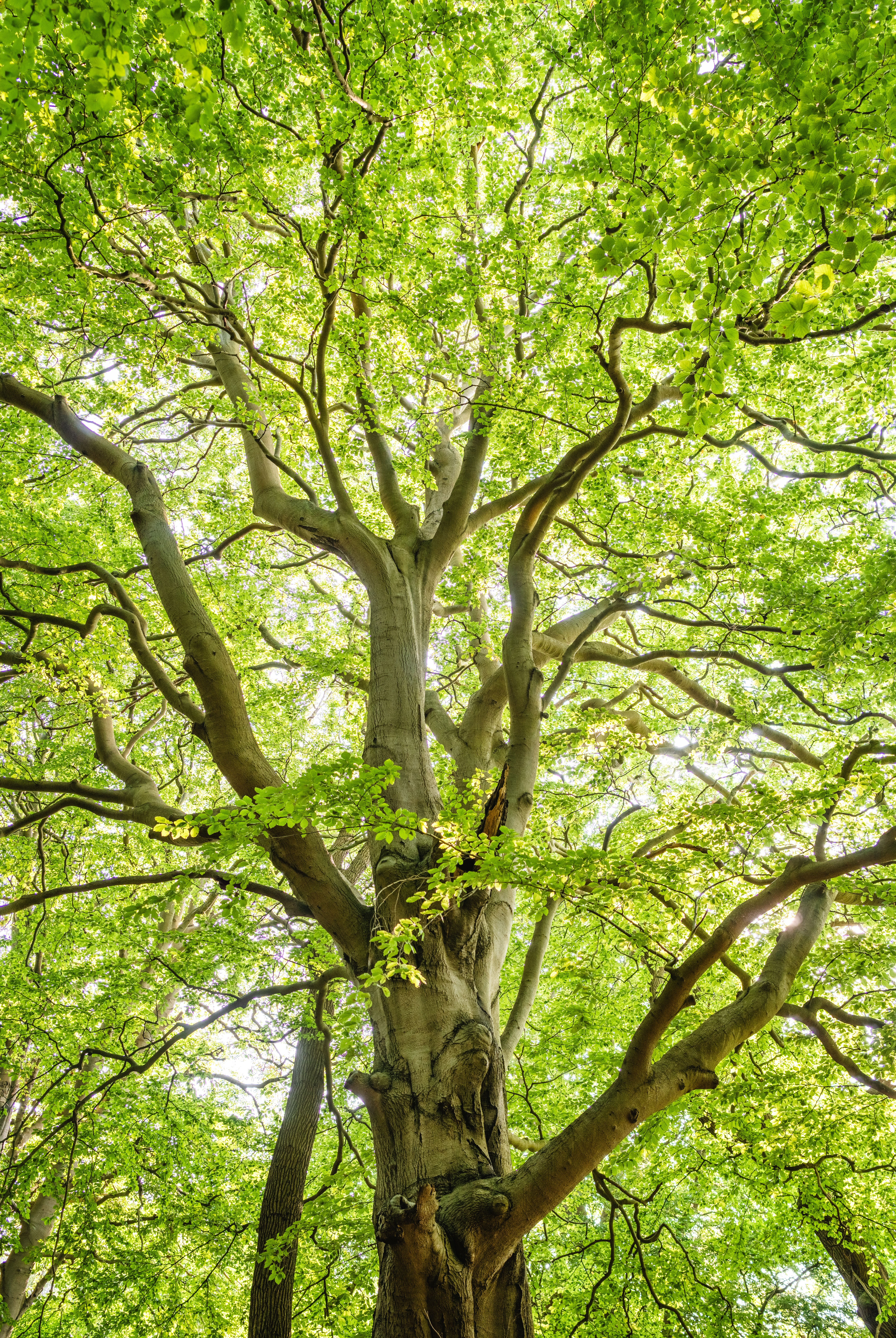 6028x9000 Low Angle Shot Photography Of Green Trees · Free