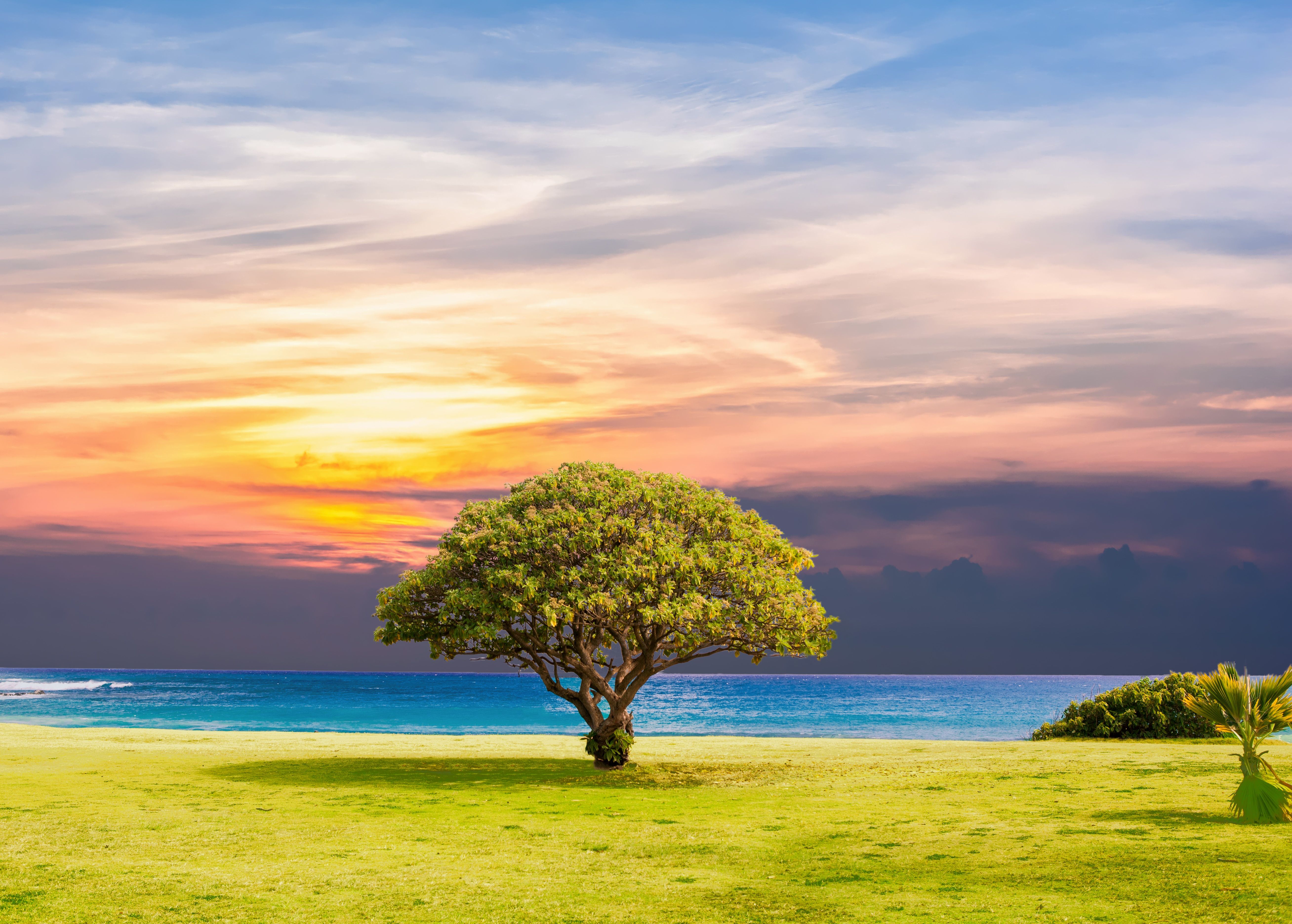 5232x3744 Green Tree Wallpaper 4K, Ocean view, Grassland, Summer