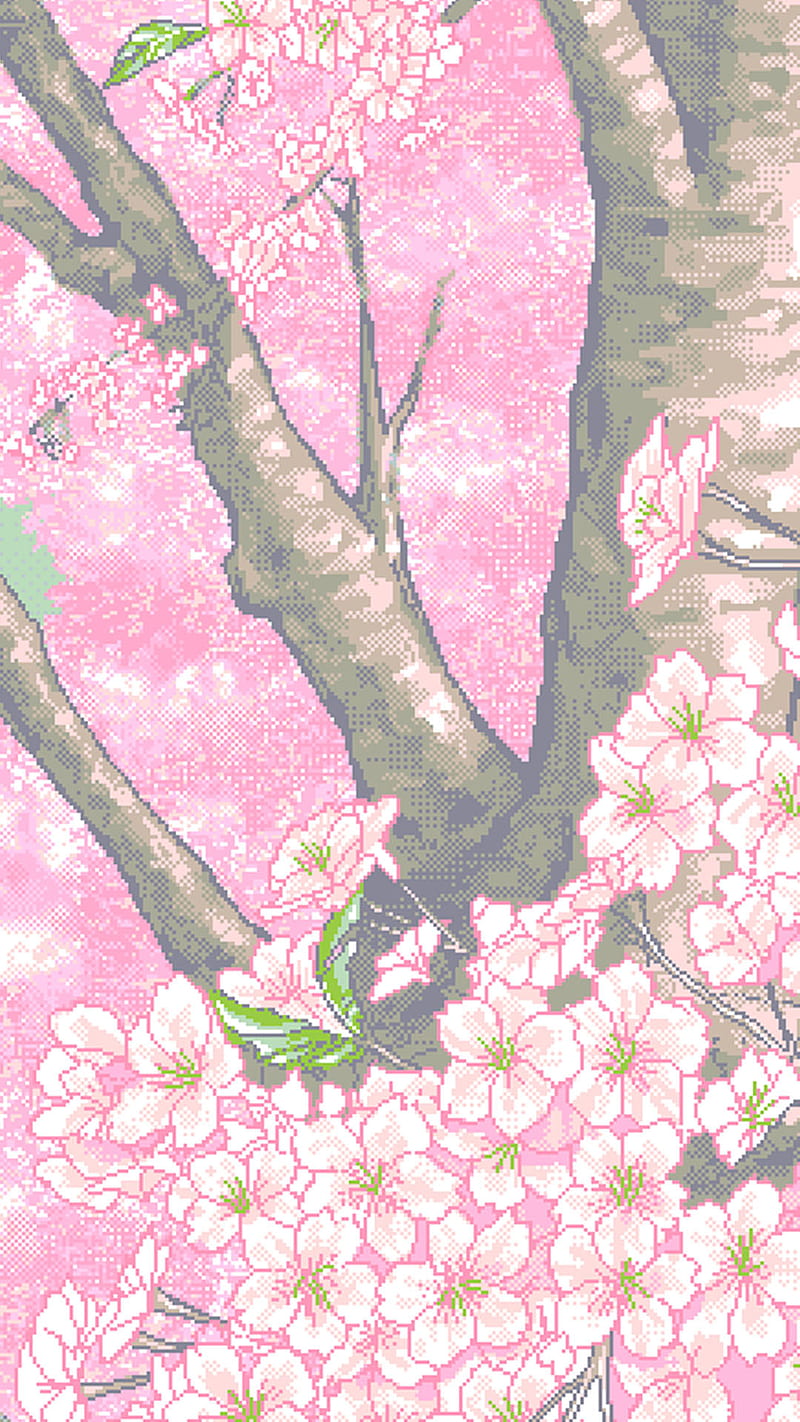 800x1422 Pixel cherry blossom, blossom, cherry, cherry blossom, flower, flowers, pink, HD phone wallpaper