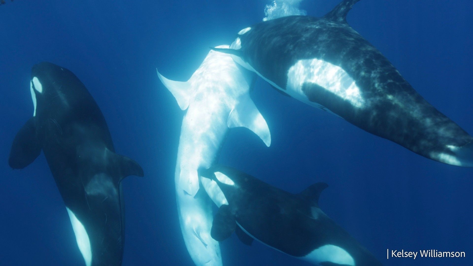 1920x1080 Orca gang develops brutal hunting strategy to take on the world's largest shark
