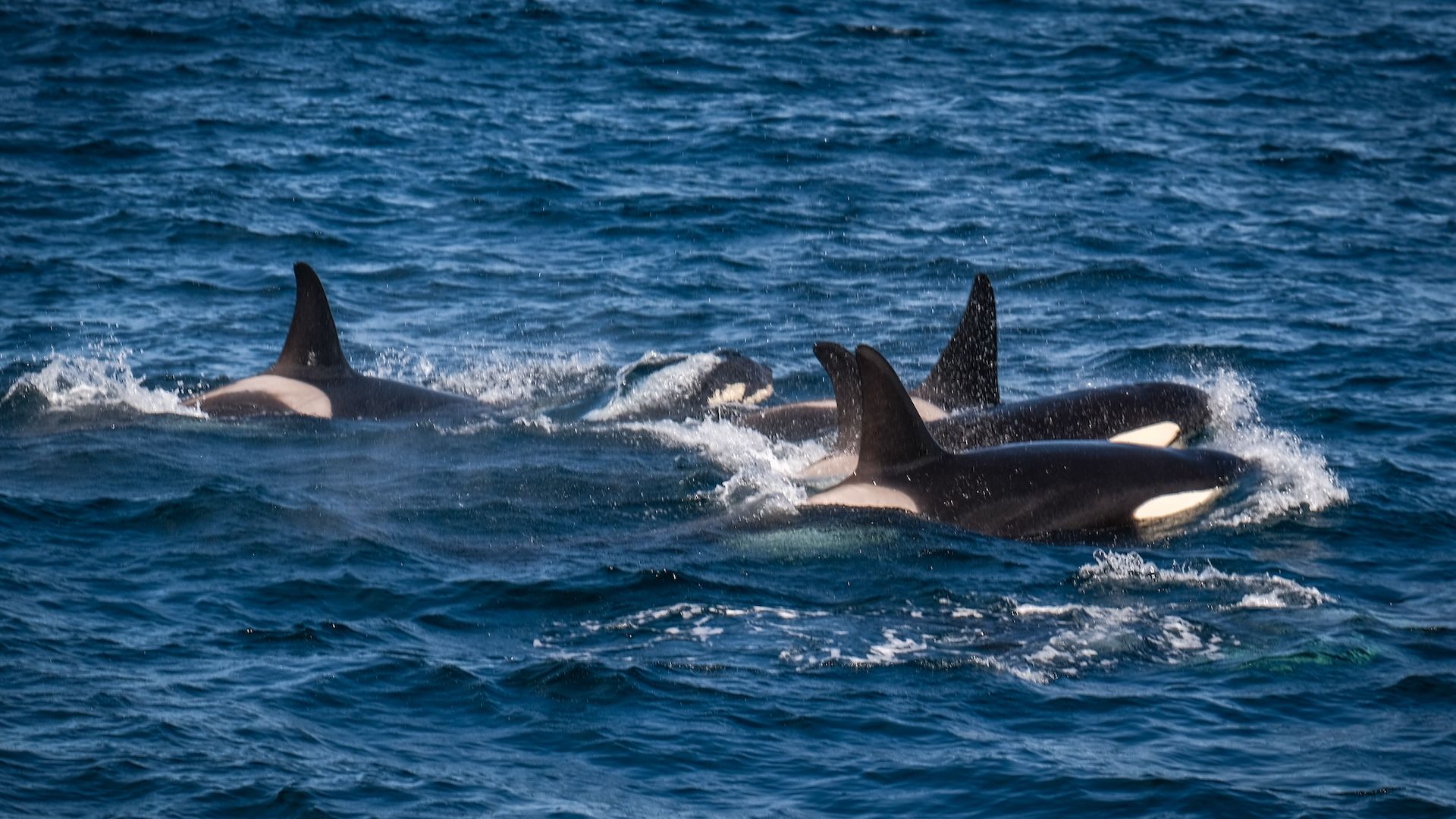 1920x1080 Incredible and rare' sight as endangered whale attacked by 60 orcas in brutal hunt
