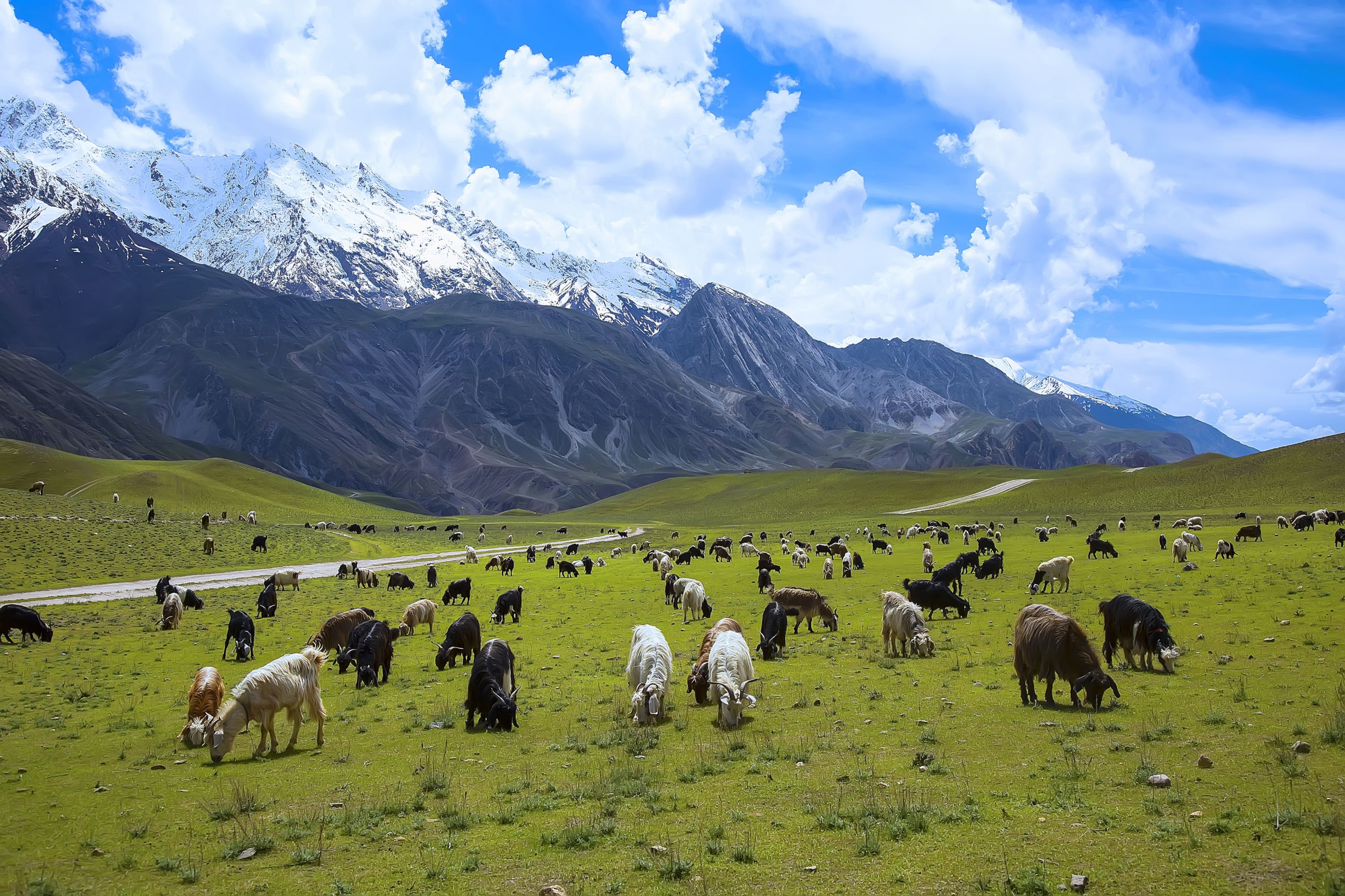 3000x2000 Phone wallpaper: Pakistan, Animal, Goat, Mountain, National Park 1004768