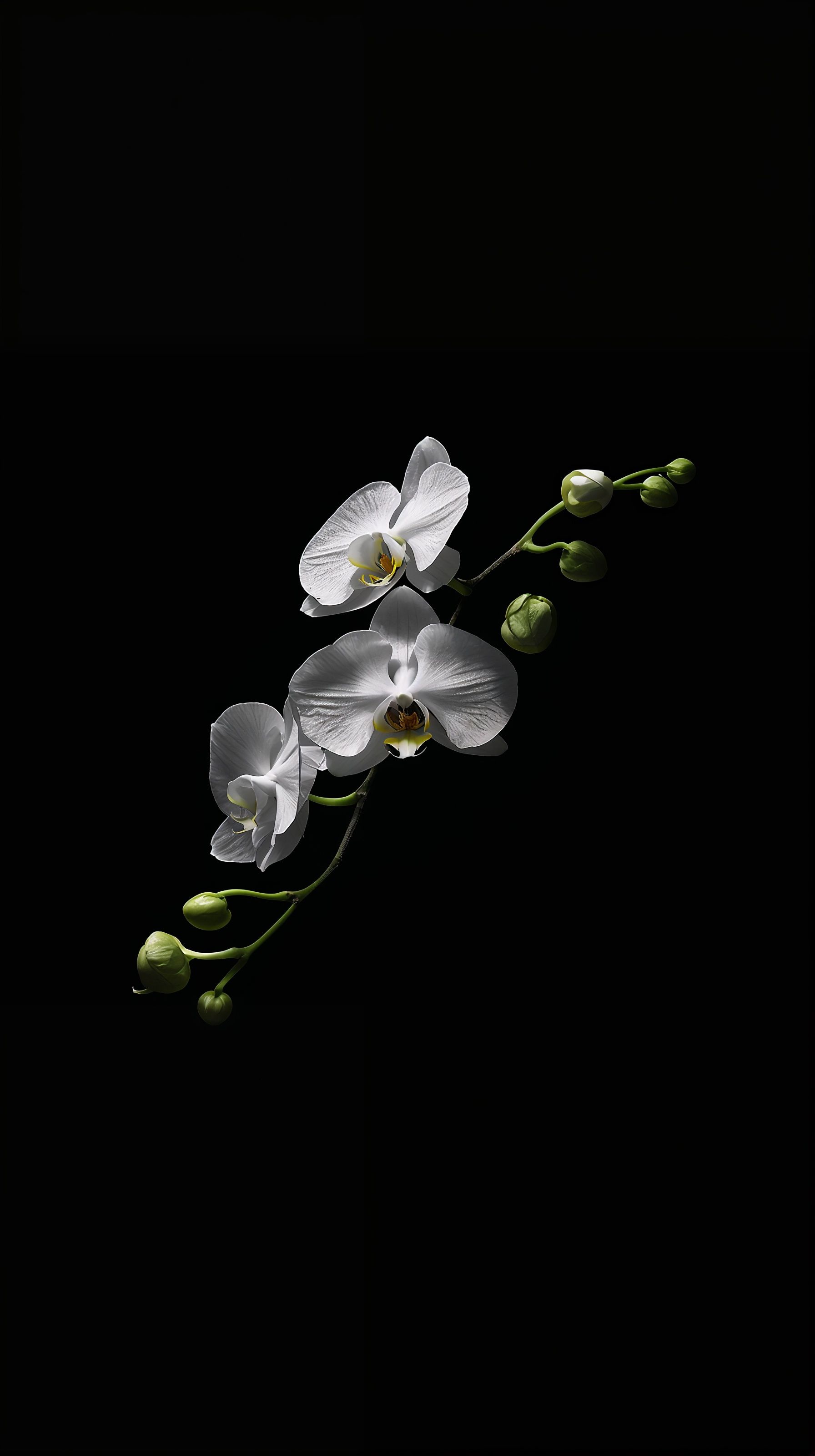 1792x3200 Black Tropical Wallpaper Aesthetic for Phone