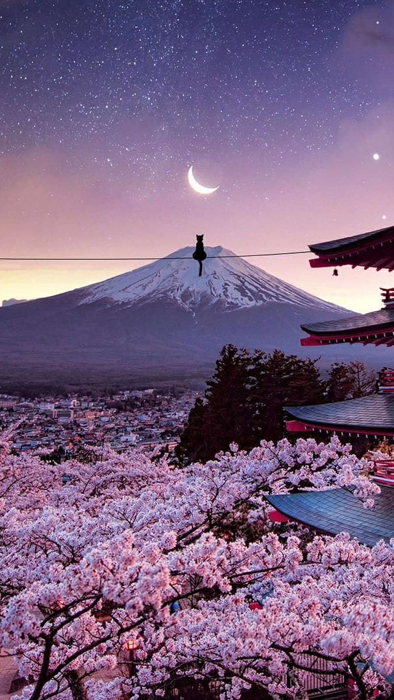 800x1422 Japanese Night, japan, trees, cat, volcano, mountain, sky, moon, stars, galaxy, HD phone wallpaper
