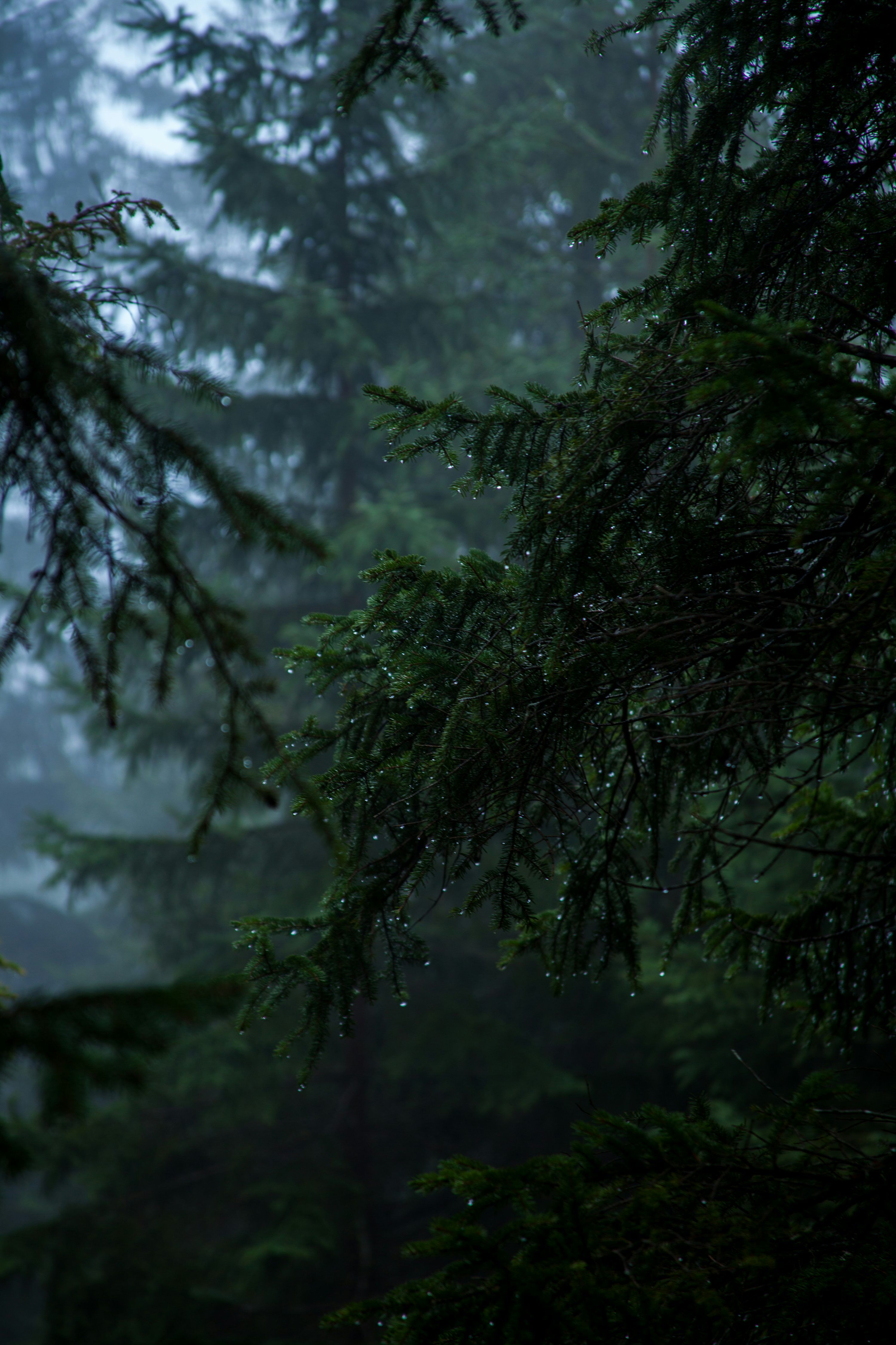 3000x4500 1K+ Dark Rain Picture. Download Free Image