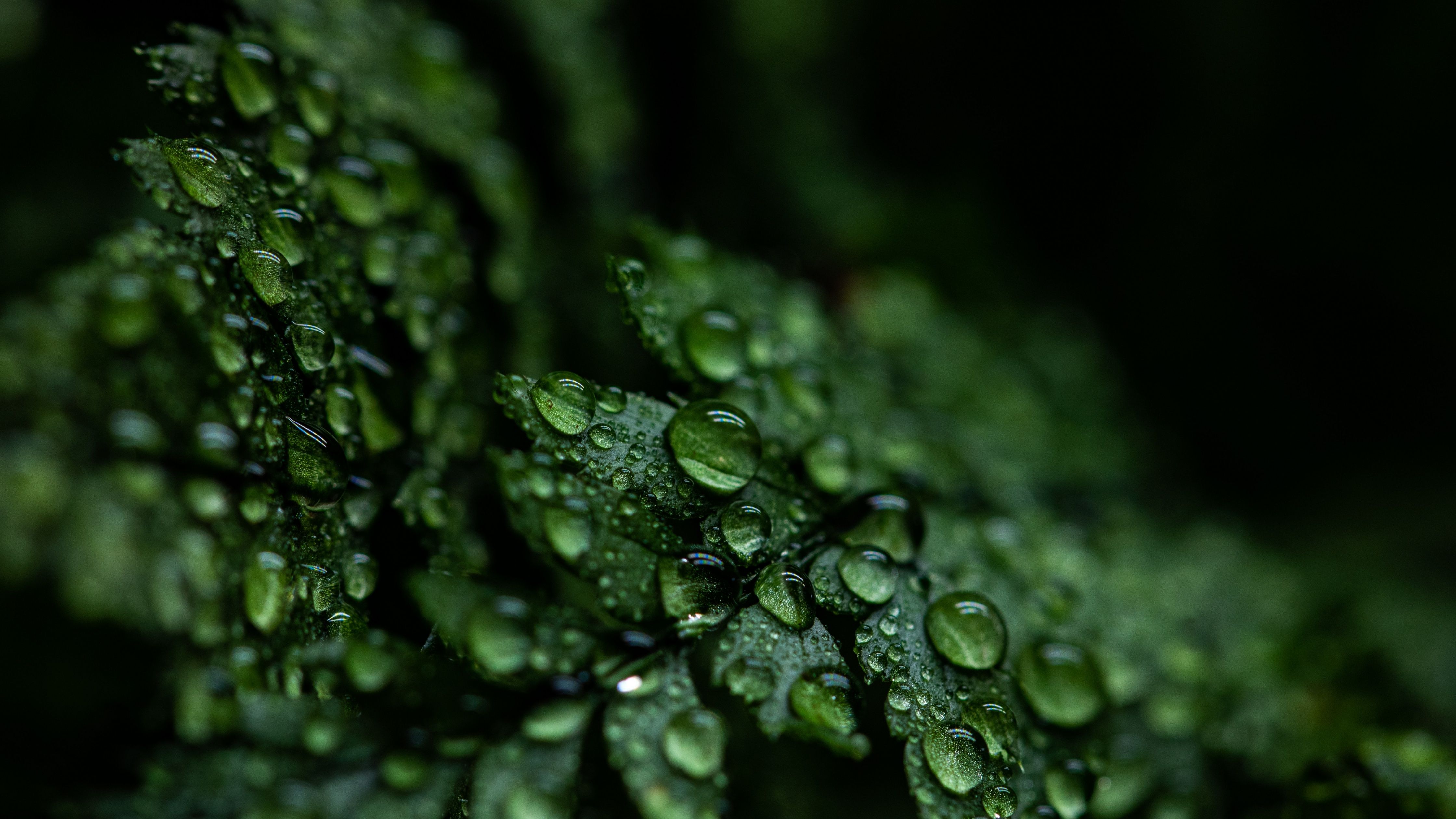 4480x2520 Leaves Wallpaper 4K, Rain drops, Dark, Plant, Droplets