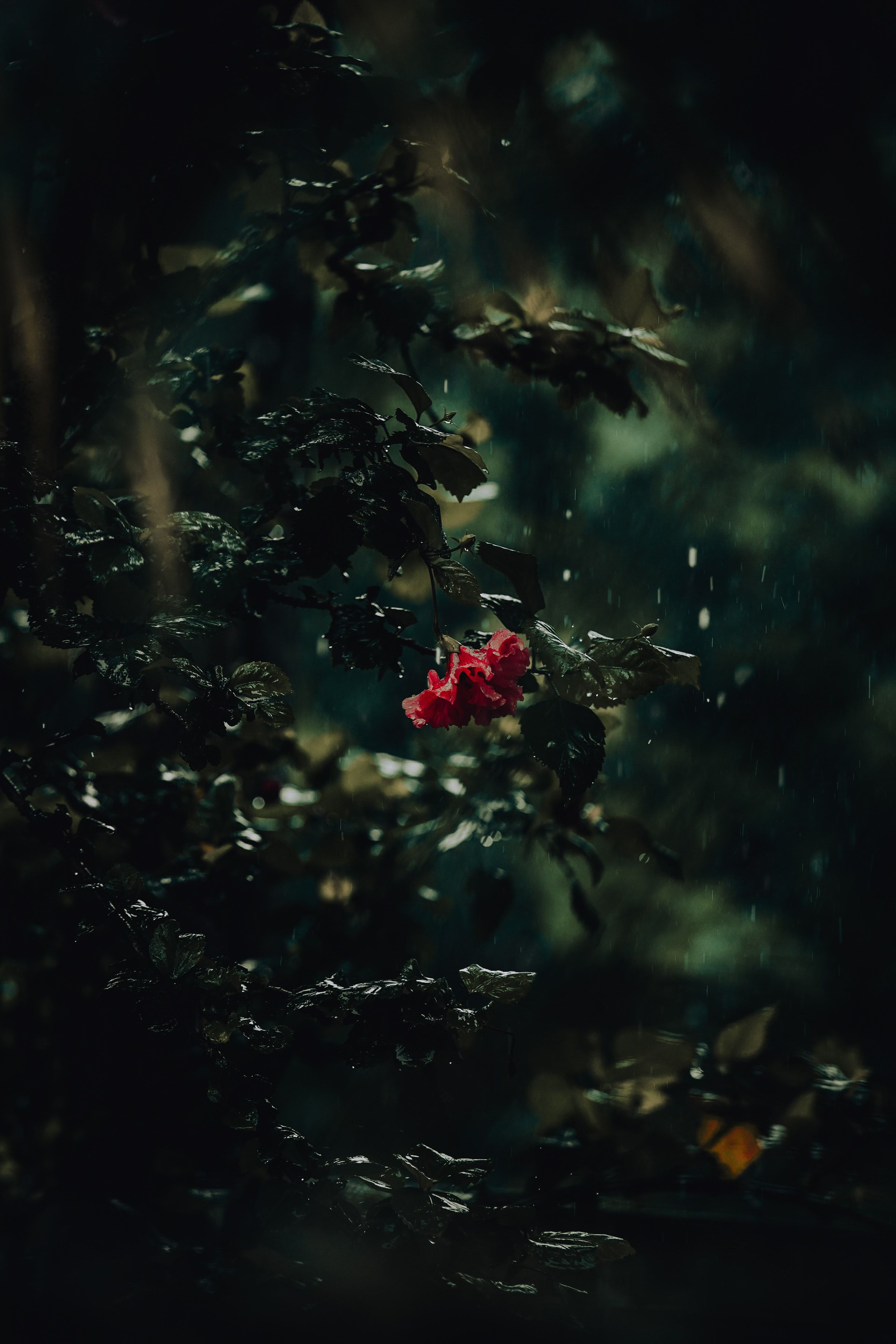2624x3936 Phone wallpaper: Rain, Dark, Flowers, Drops, Bush, Flower 141584