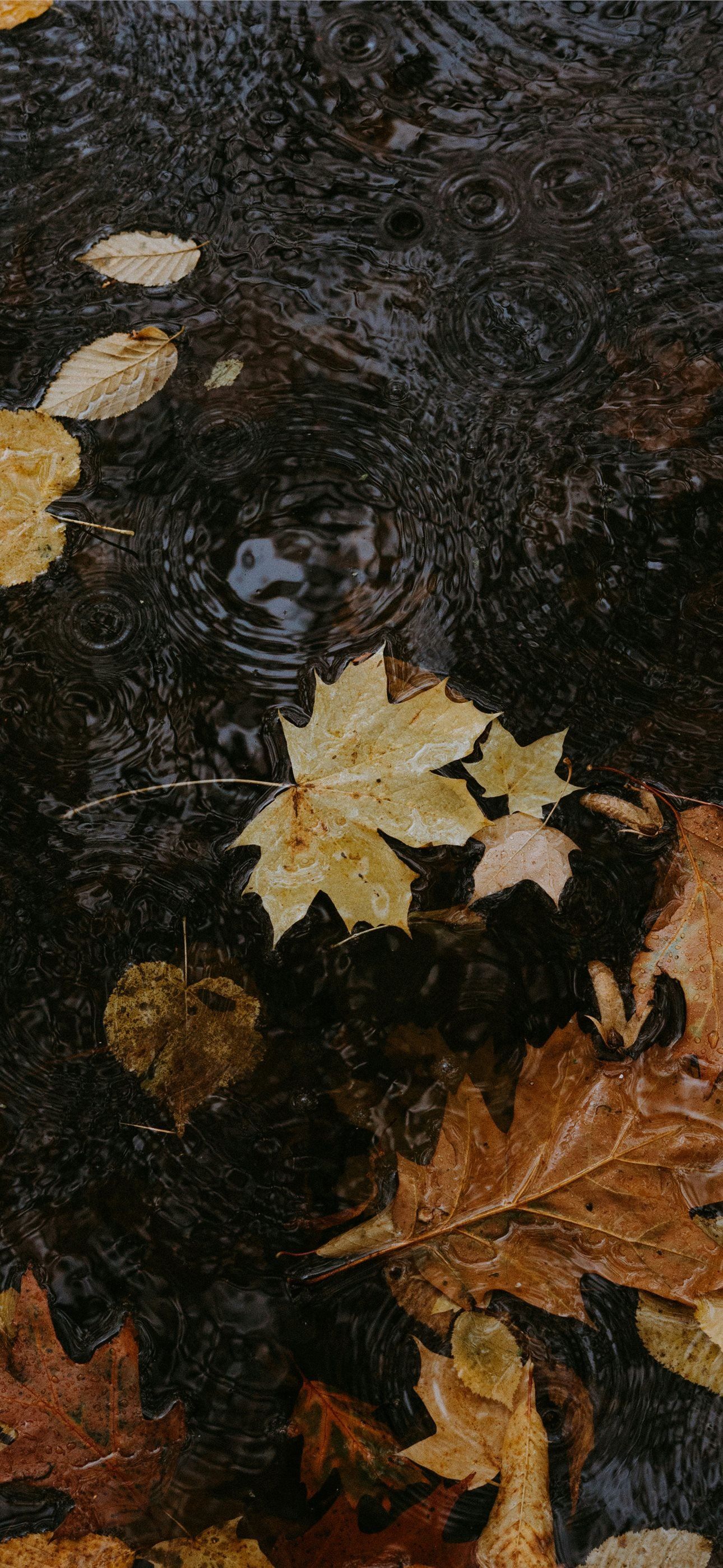 1290x2796 Autumn leaves floating on dark water with rain rip. iPhone Wallpaper Free Download