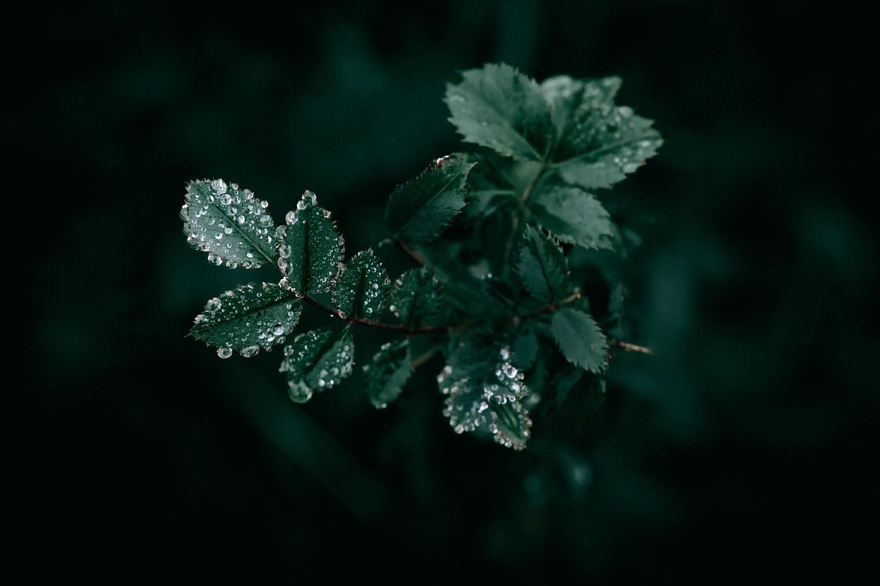 1280x853 Free Dark Rain & Rain Image