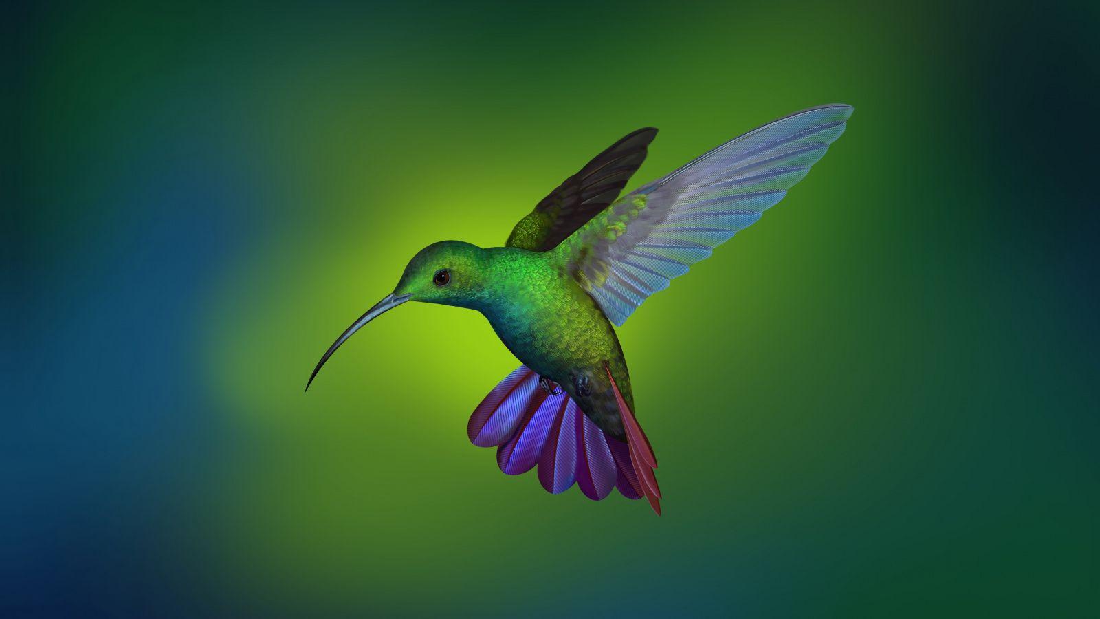 1600x900 Download Hummingbird, Arch Linux, stock wallpaper, 1600x Widescreen 16: Widescreen